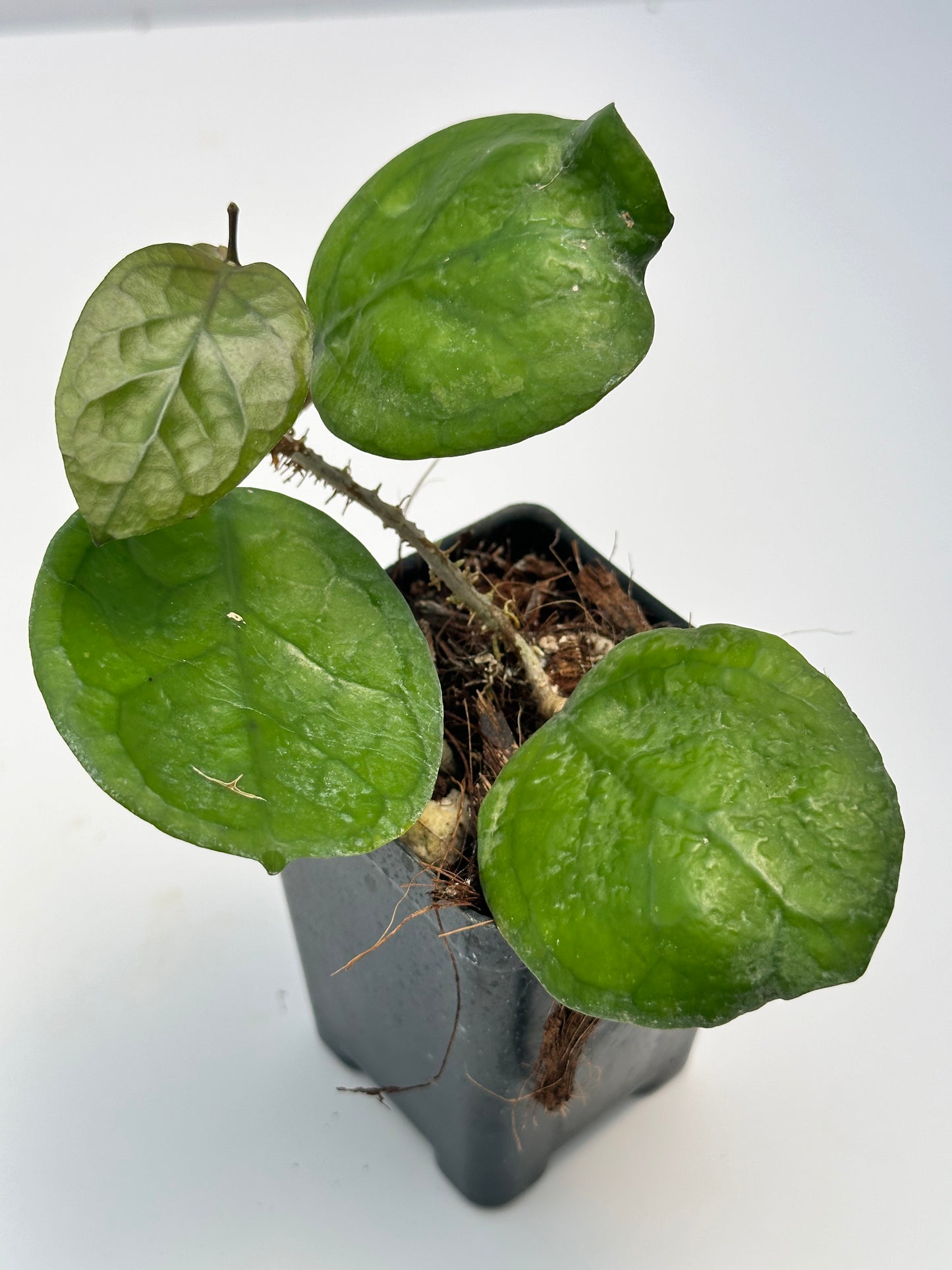 Hoya ‘Ricardo’ SS 13-05