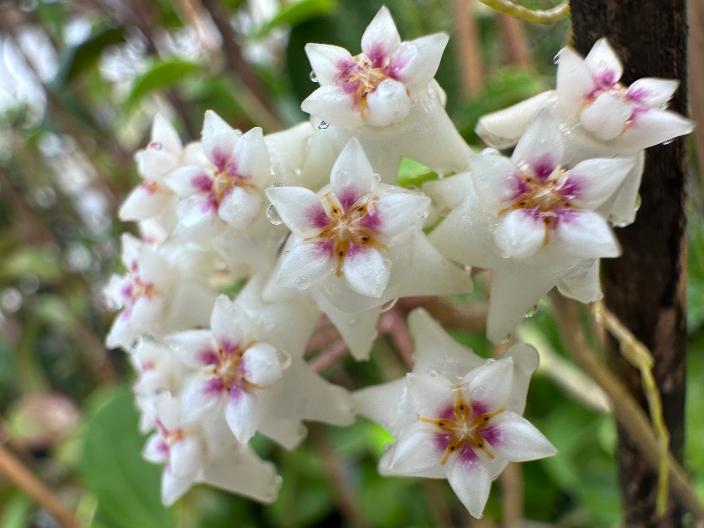 Hoya Seeds (10)