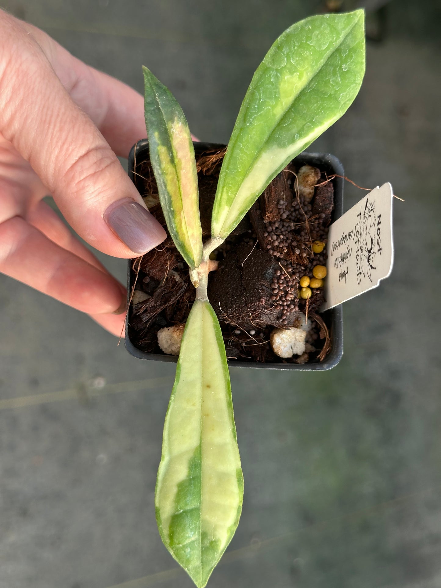 Hoya rigidifolia (variegated)