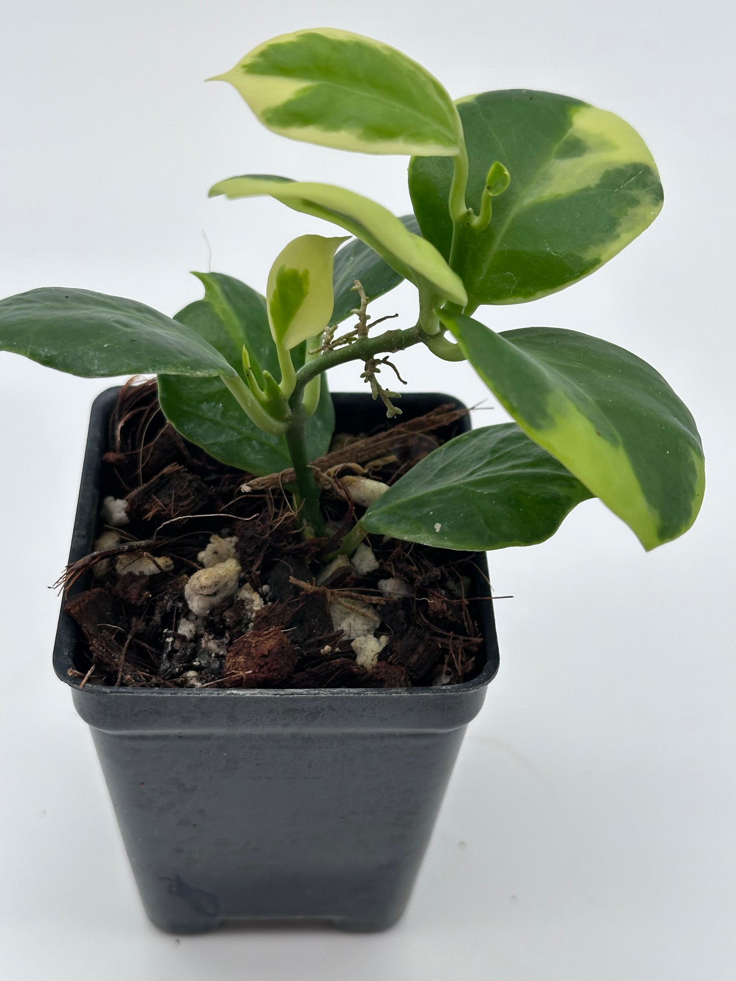 Hoya obscura (outer variegated)
