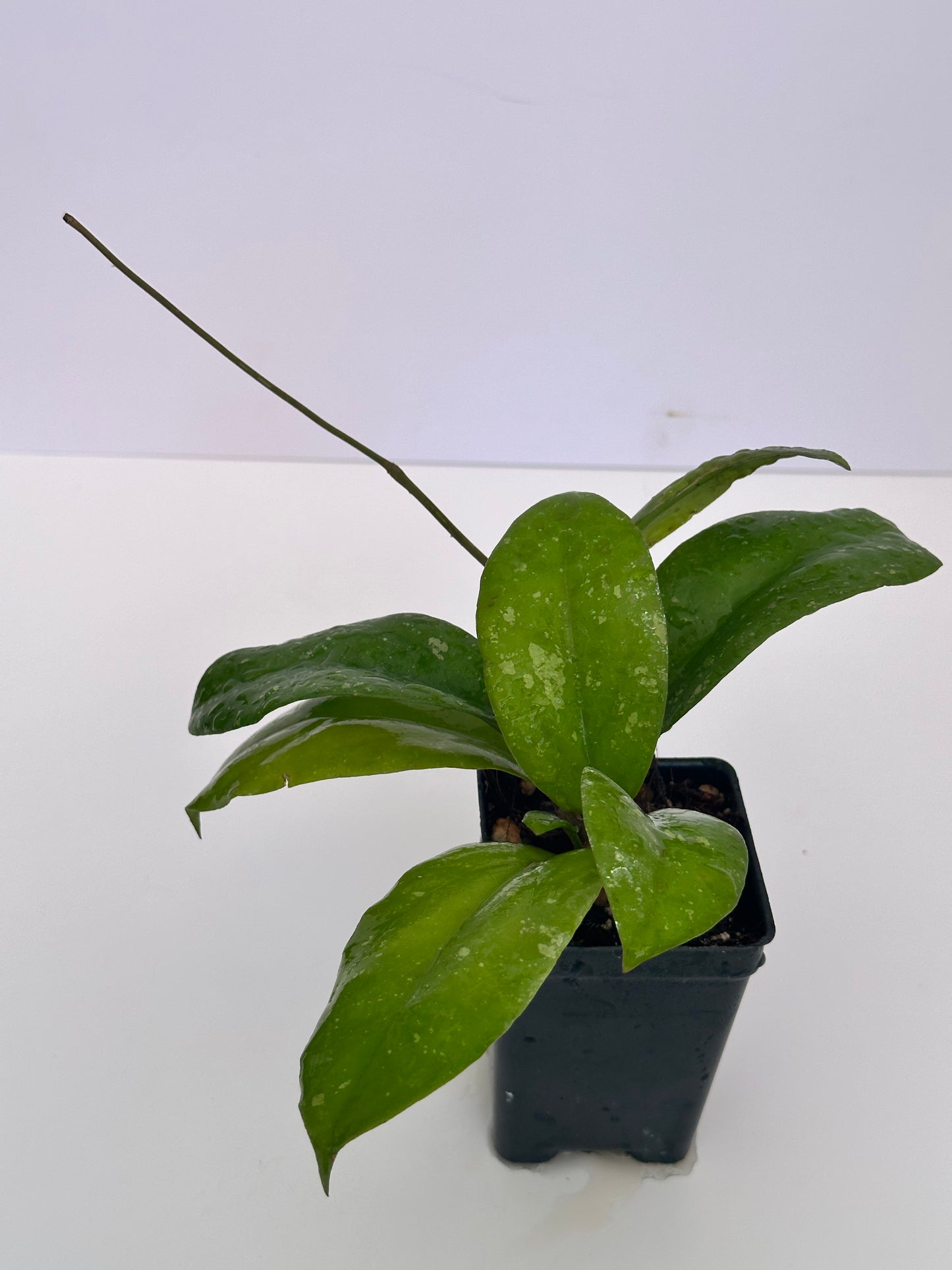 Hoya Seedling from ‘Priktai’