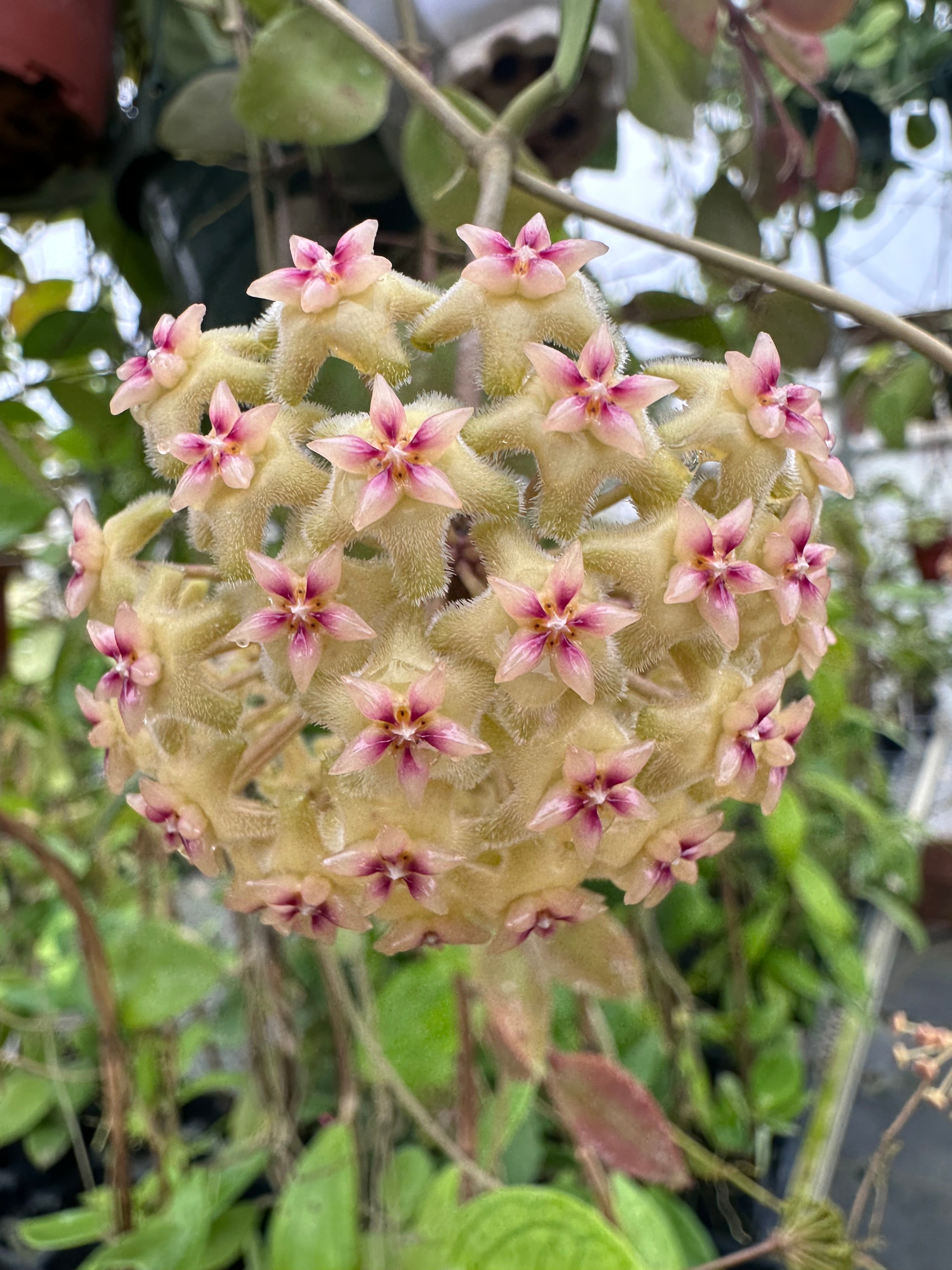 Hoya 'Sunshine' MB 1594B – Nest Tropicals