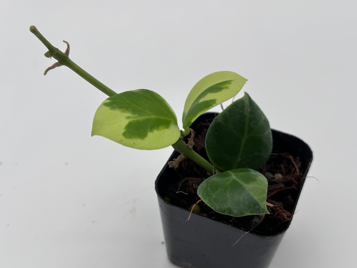 Hoya obscura (outer variegated)