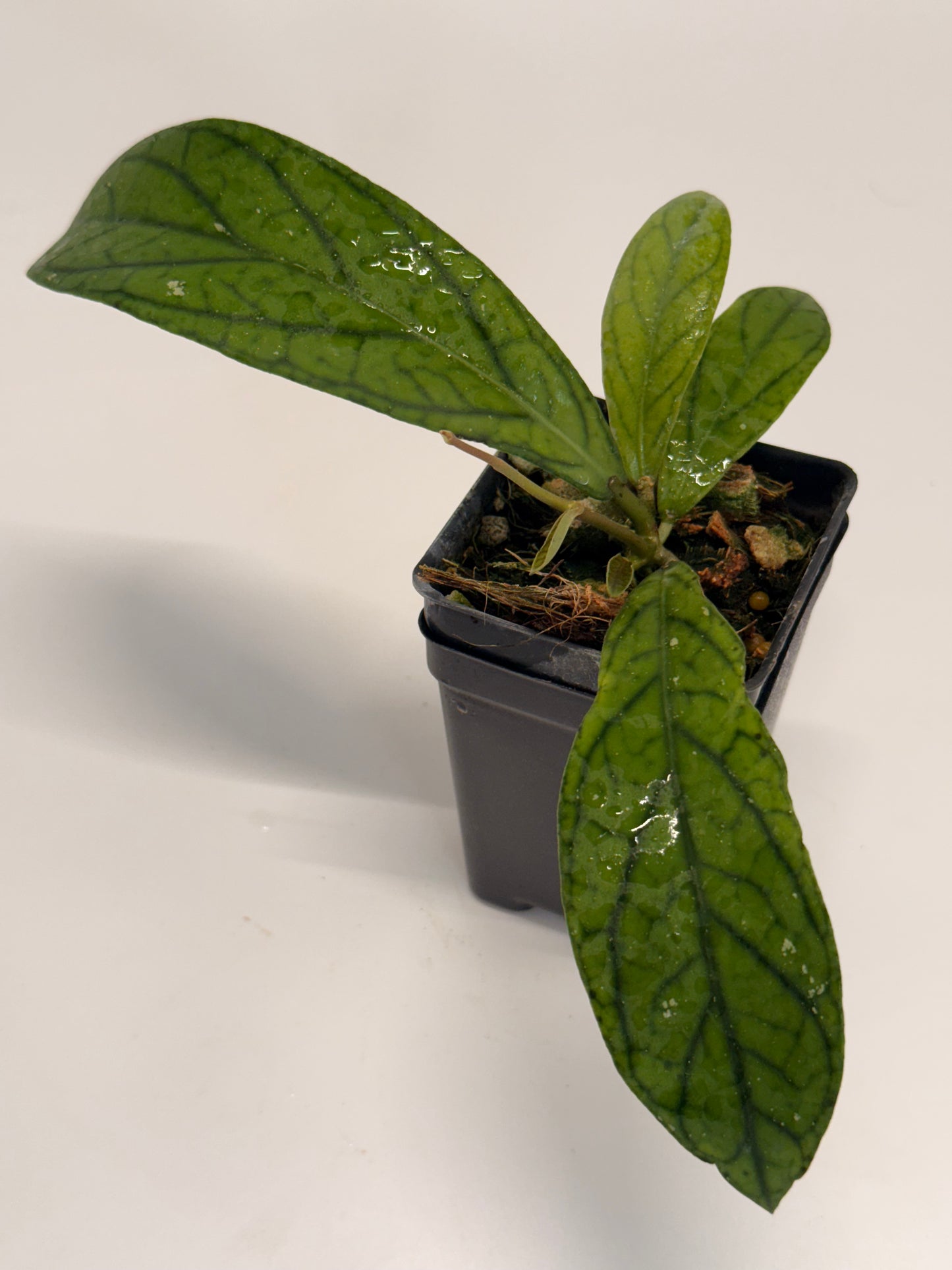 Hoya sp. Maharani DD 0066