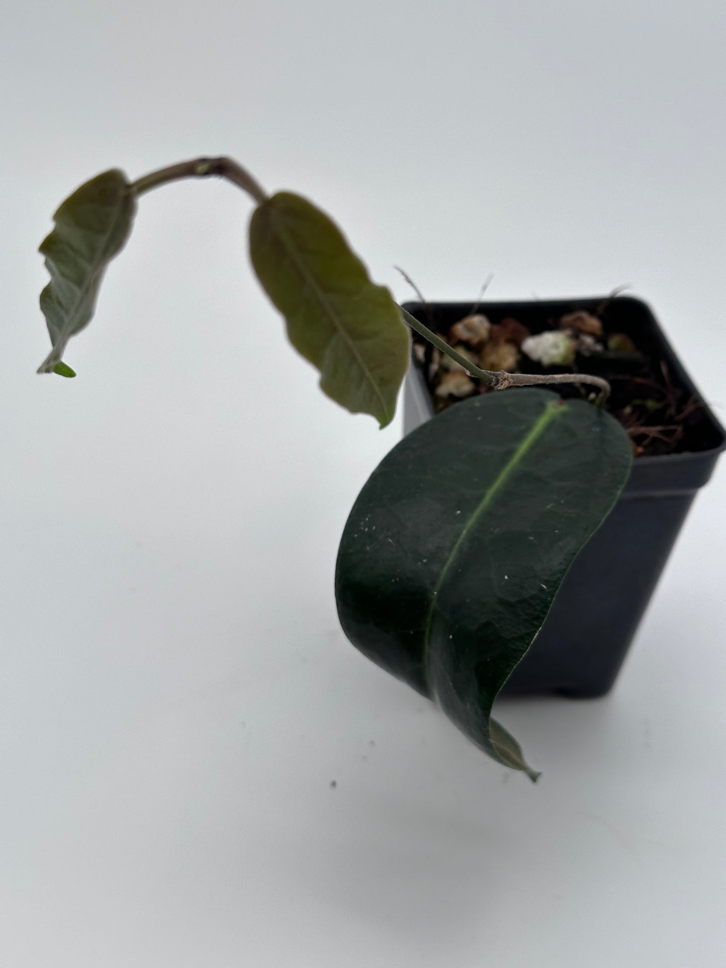 Hoya piestolepis NS 16-002