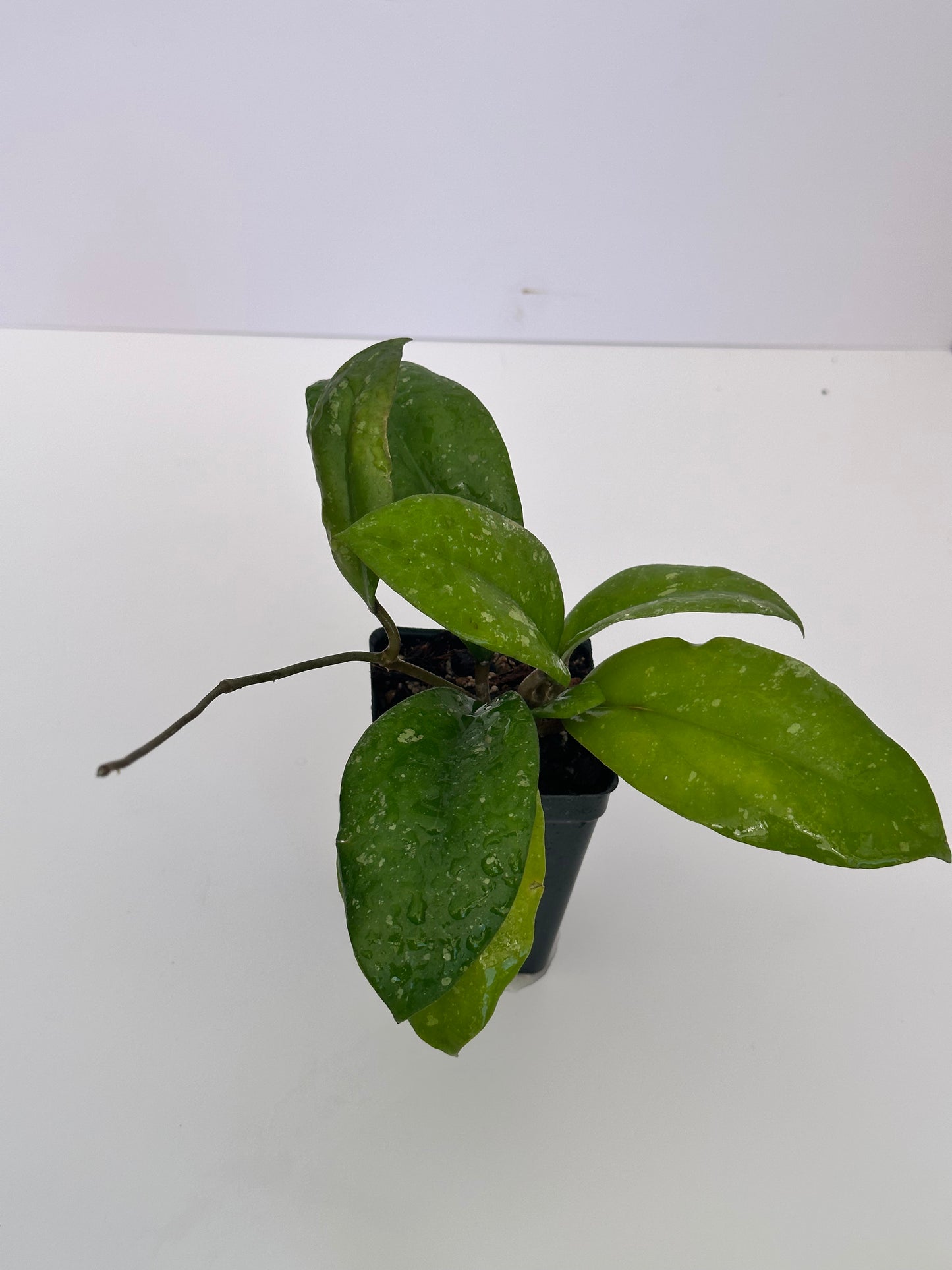 Hoya Seedling from ‘Priktai’