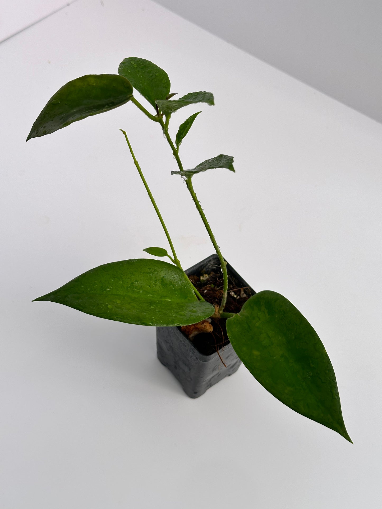 Hoya macgillivrayi Langkelly Creek