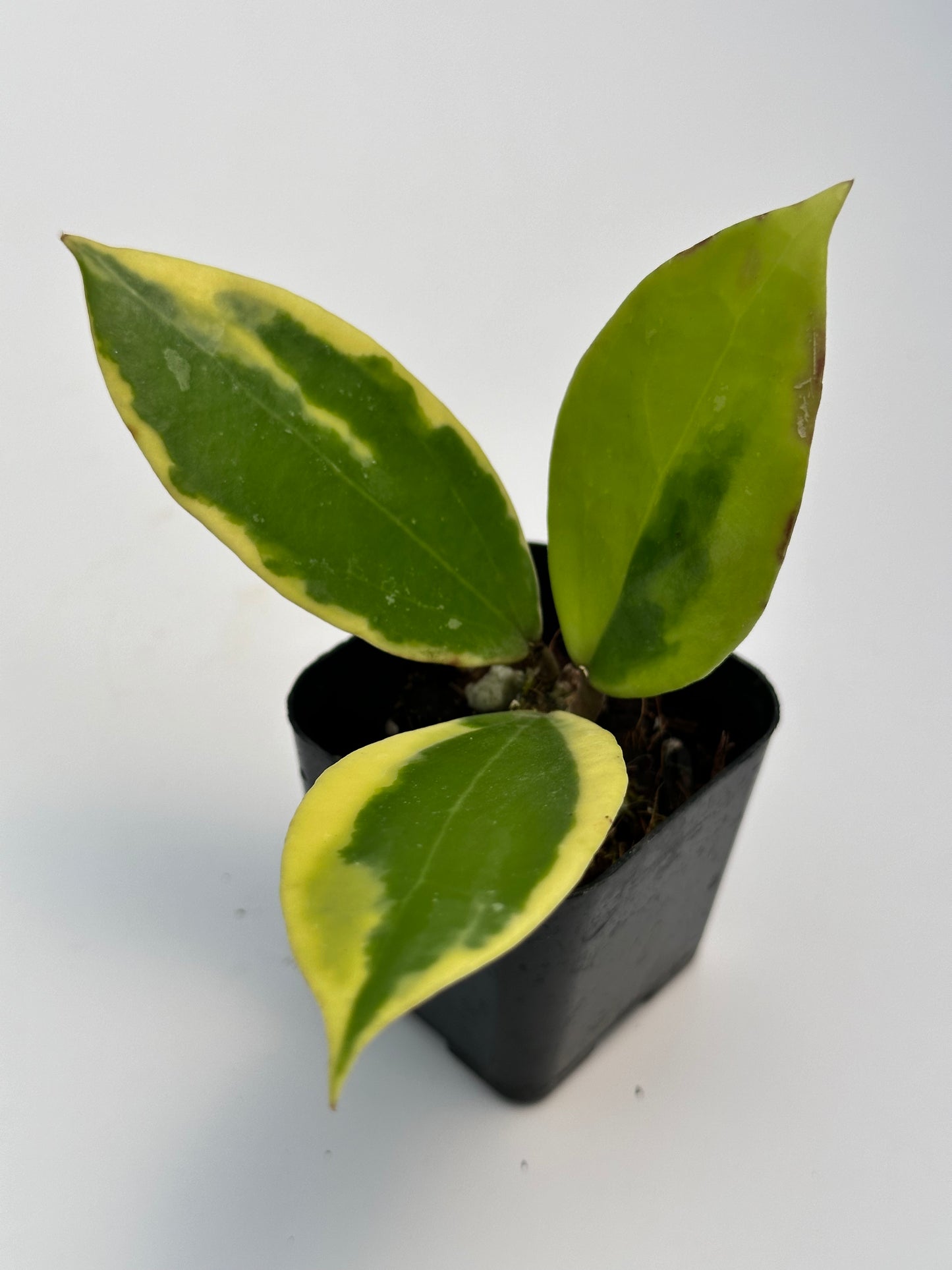 Hoya verticillata Quang Ngai