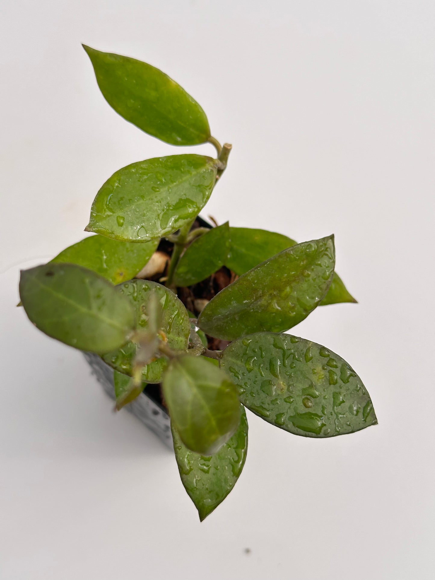 Hoya lacunosa (big leaves)