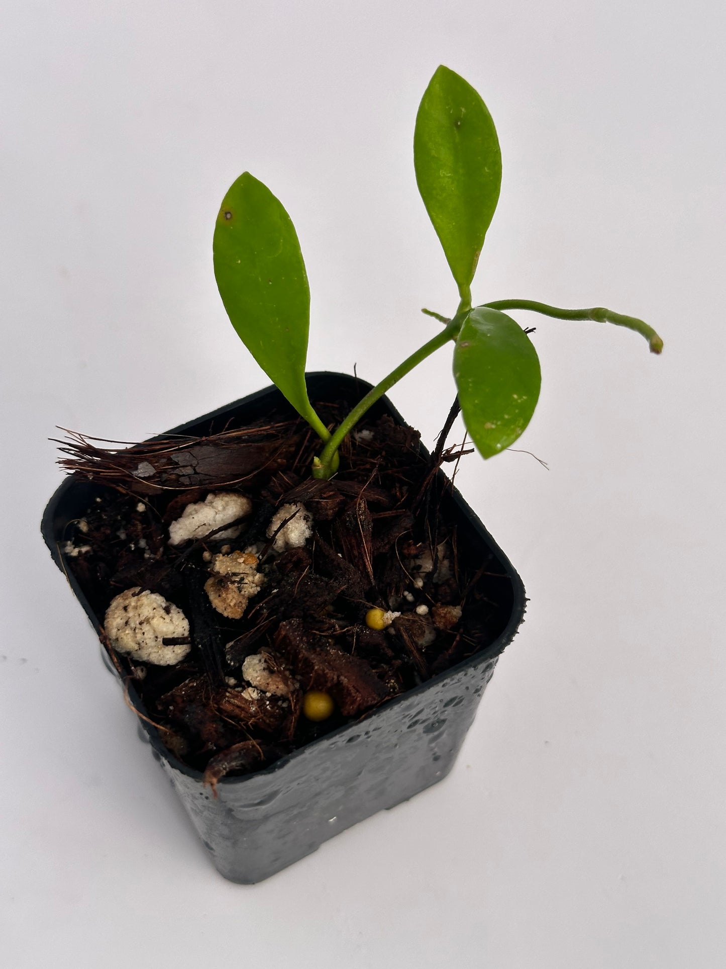 Hoya ´Naughty Noel´