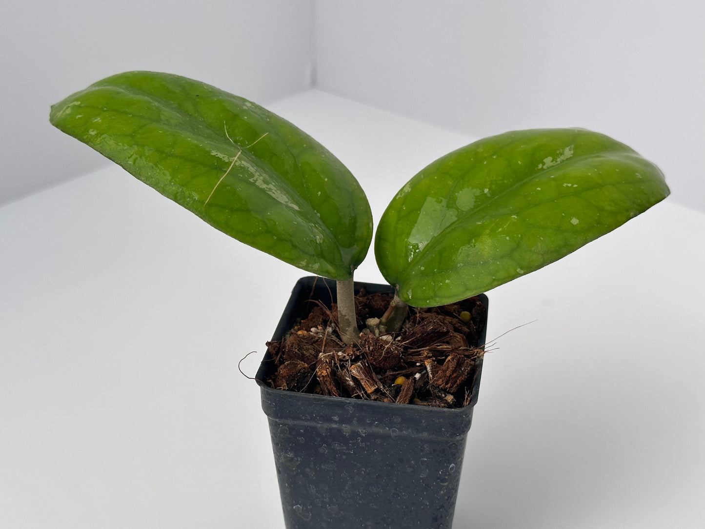 Hoya ‘Elephant’ AH 027