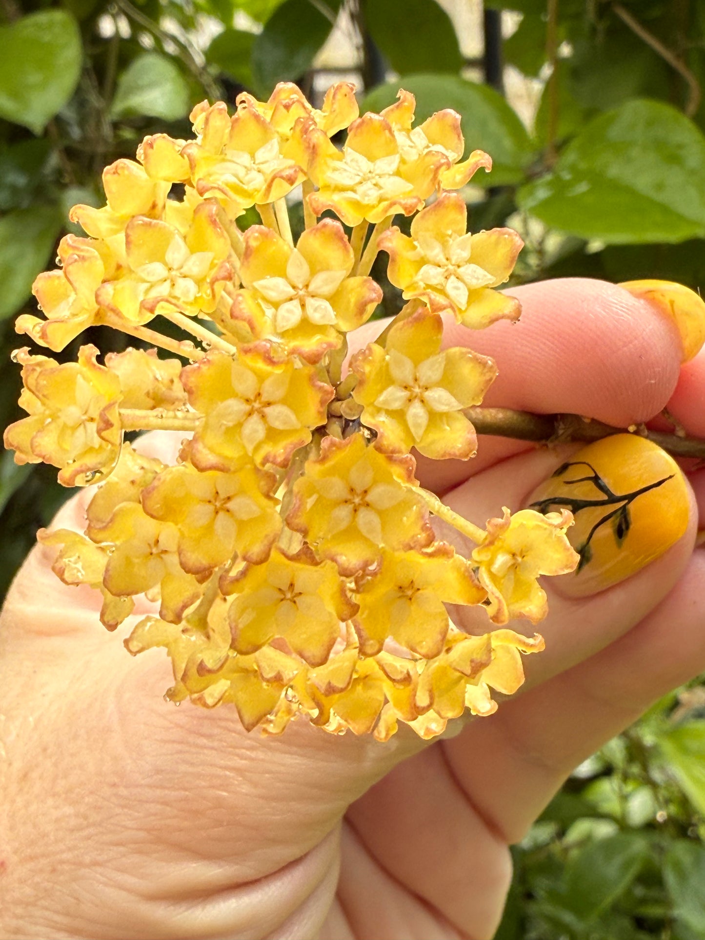 Hoya Seeds (10)