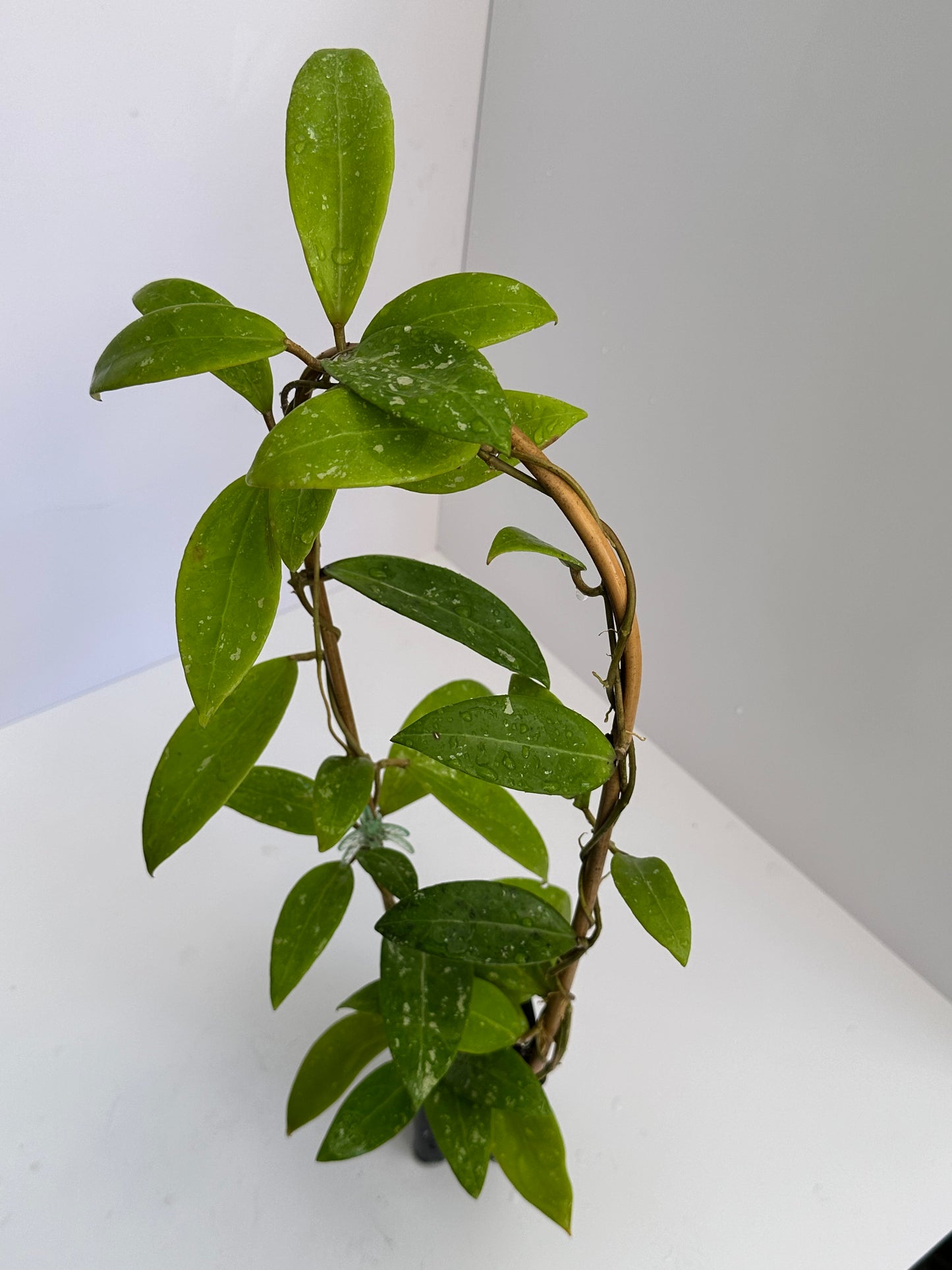 Hoya sp. Bangpla (three spotted leaves)