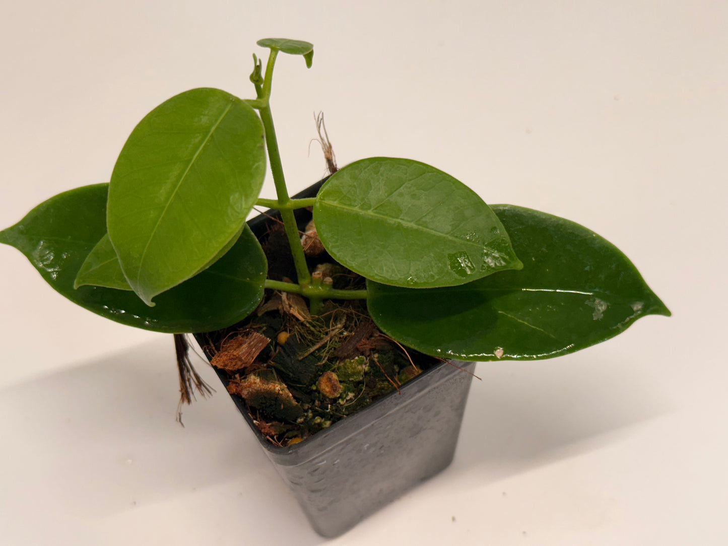 Hoya sp. PNG (red cup flower)