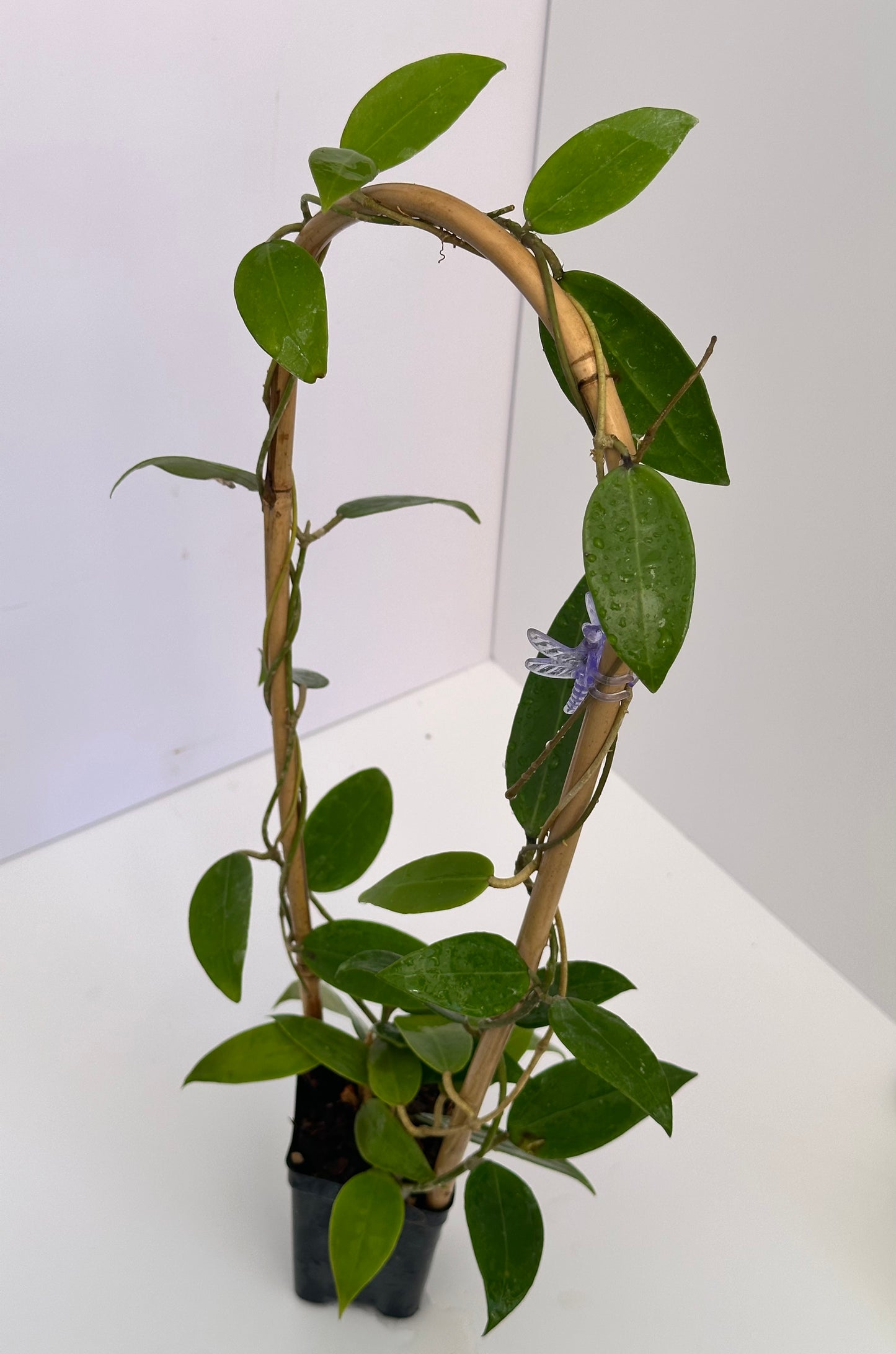 Hoya verticillata NHY 111