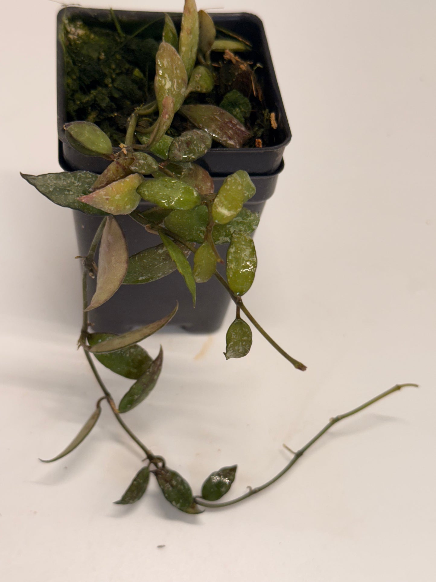 Hoya lacunosa Perangin Durian