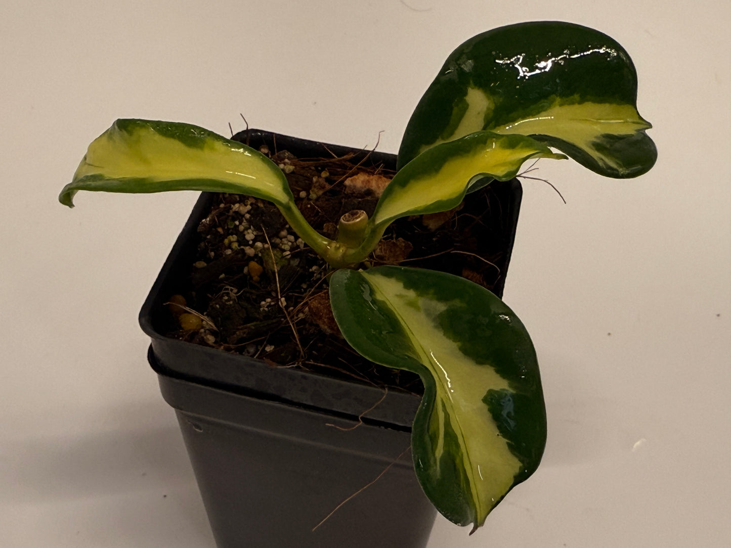 Hoya diversifolia ‘Maharani’