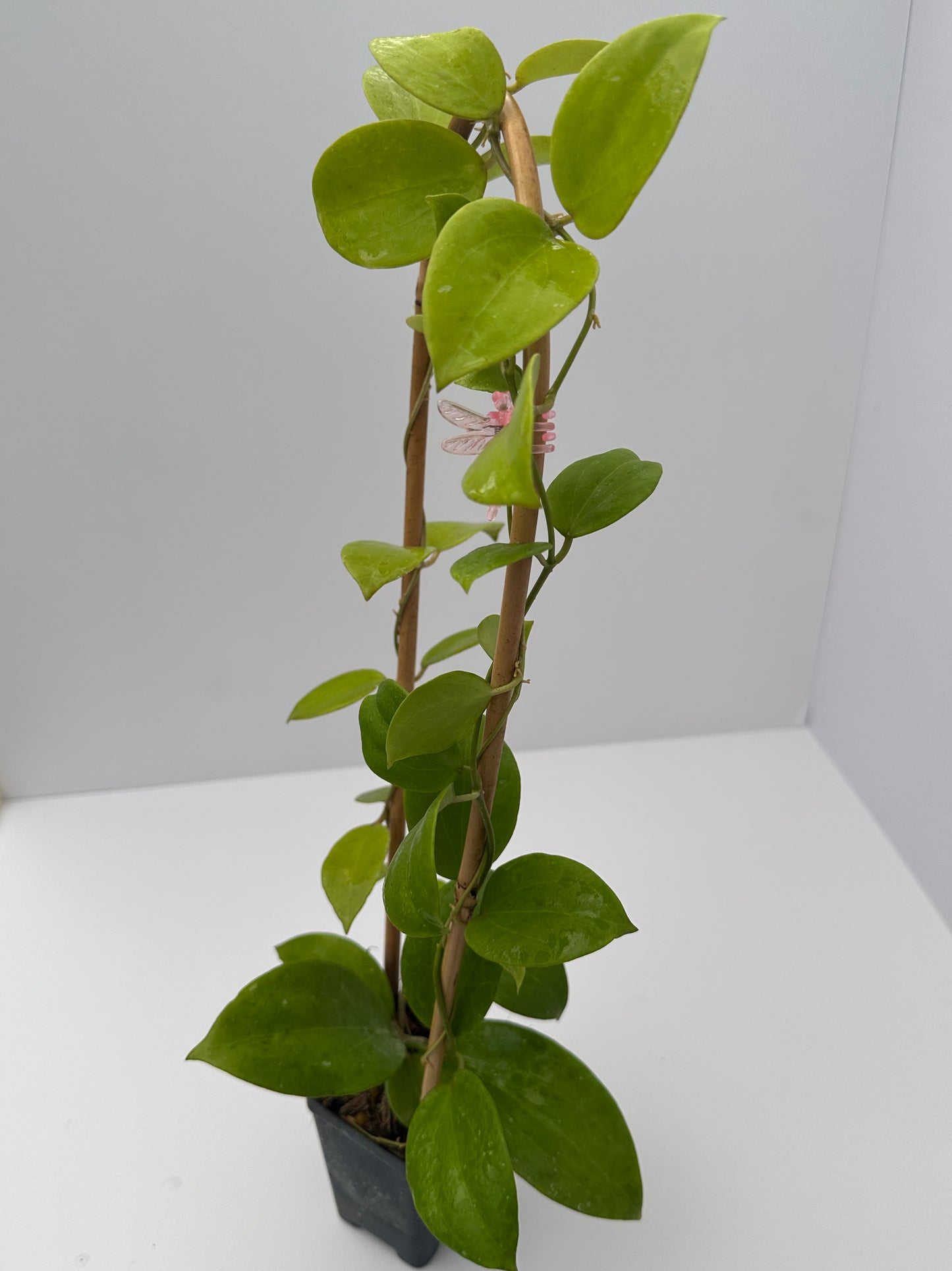 Hoya EPC (nicholsoniae x parasitica) - Trellised