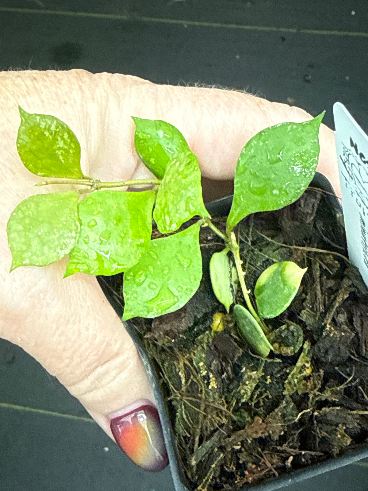 Hoya minutiflora