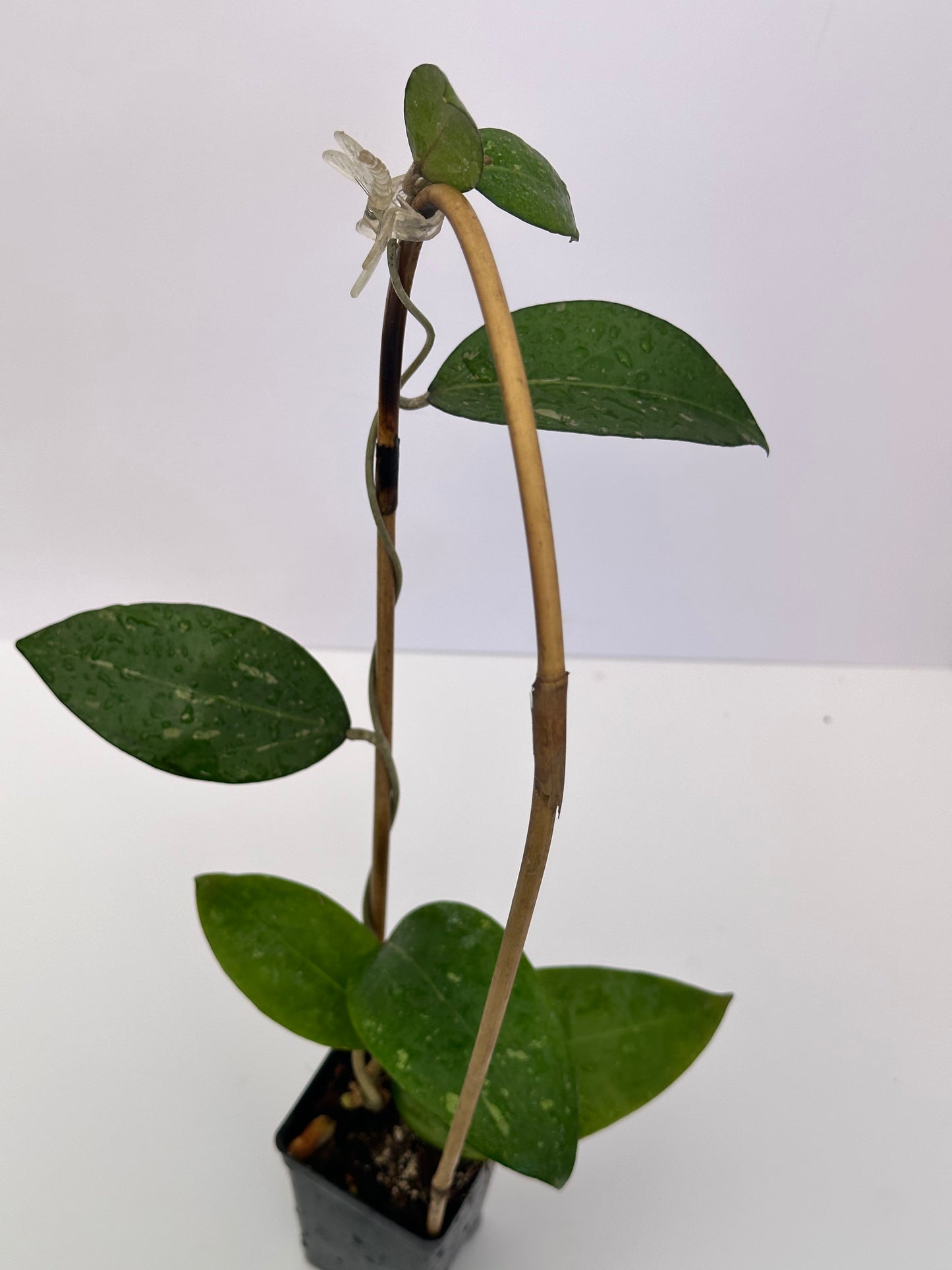 Hoya KSB 02