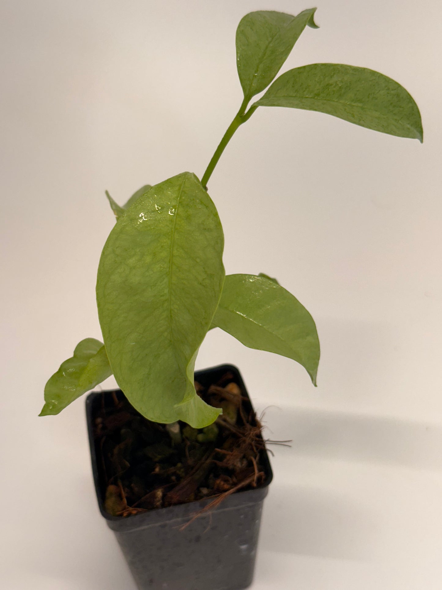 Hoya multiflora ‘WonderPhil’