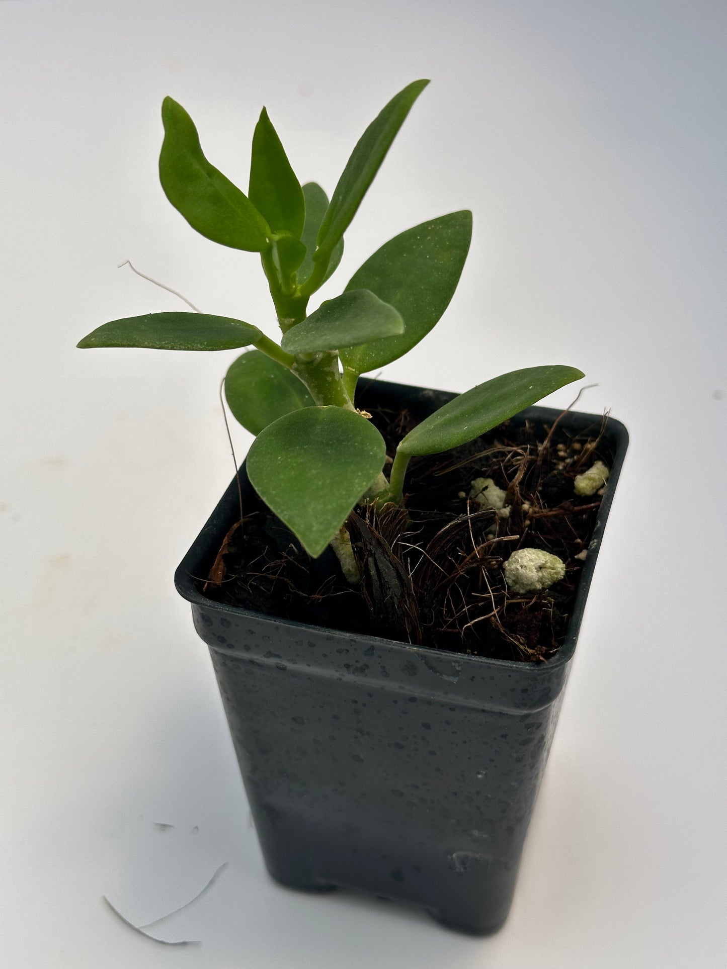 Hoya subquintuplinervis ‘Snow Lotus