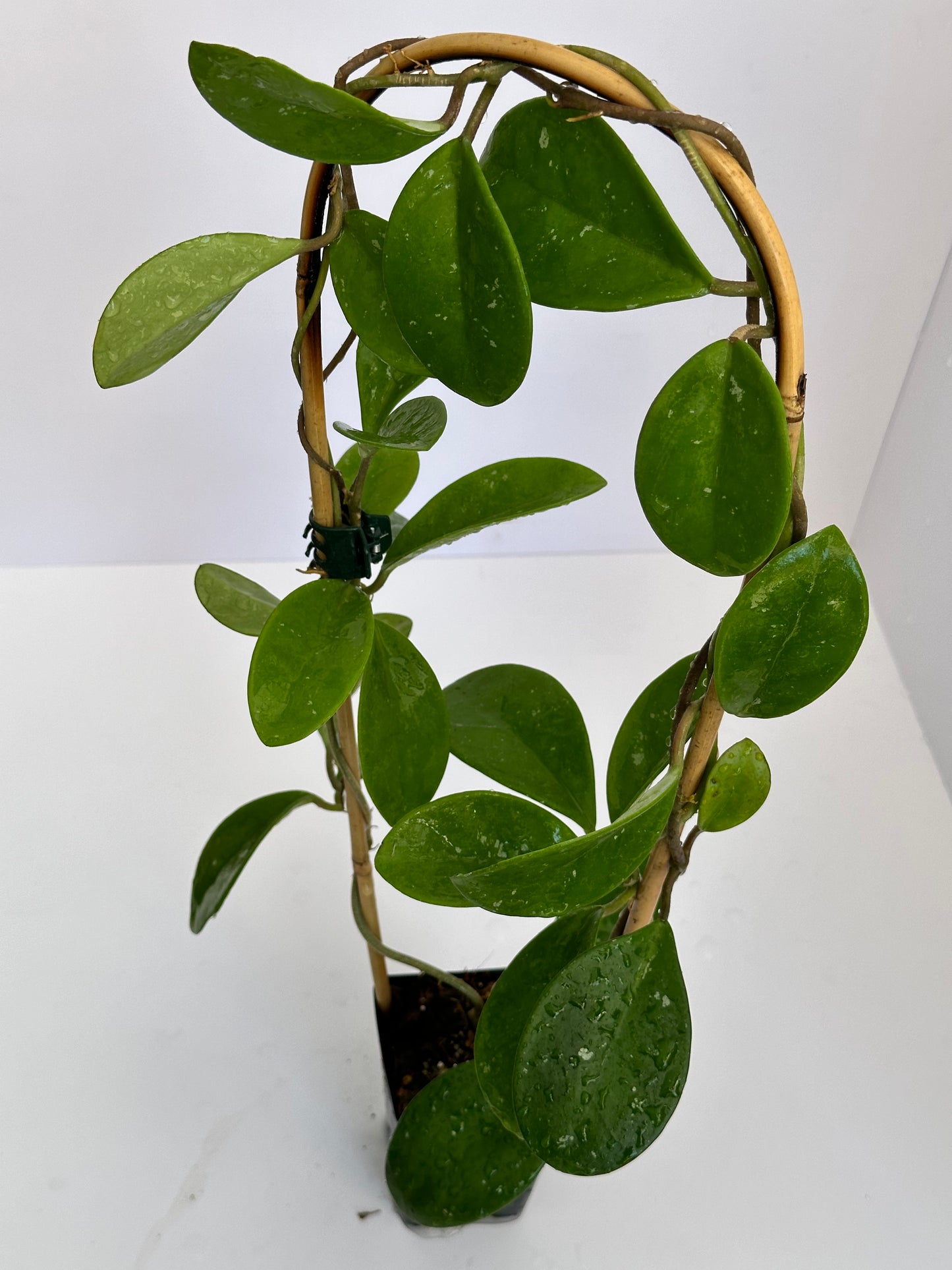 Hoya ‘David’s Green Cup’