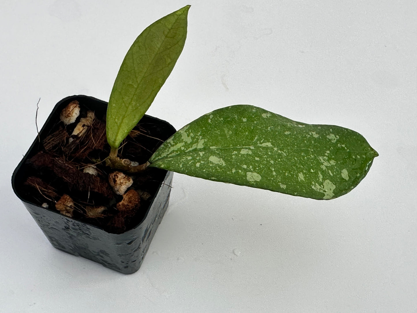 Hoya crassipetiolata x ‘Michele’ RSLH 10-09