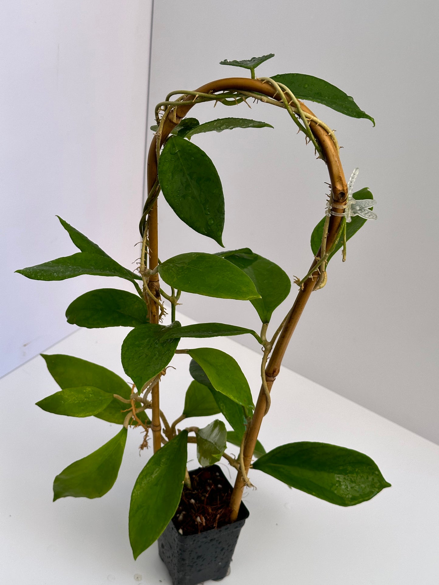 Hoya UT 038