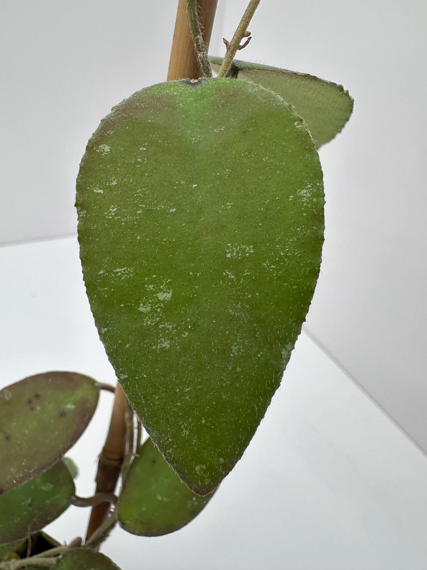 Hoya caudata Sumatra