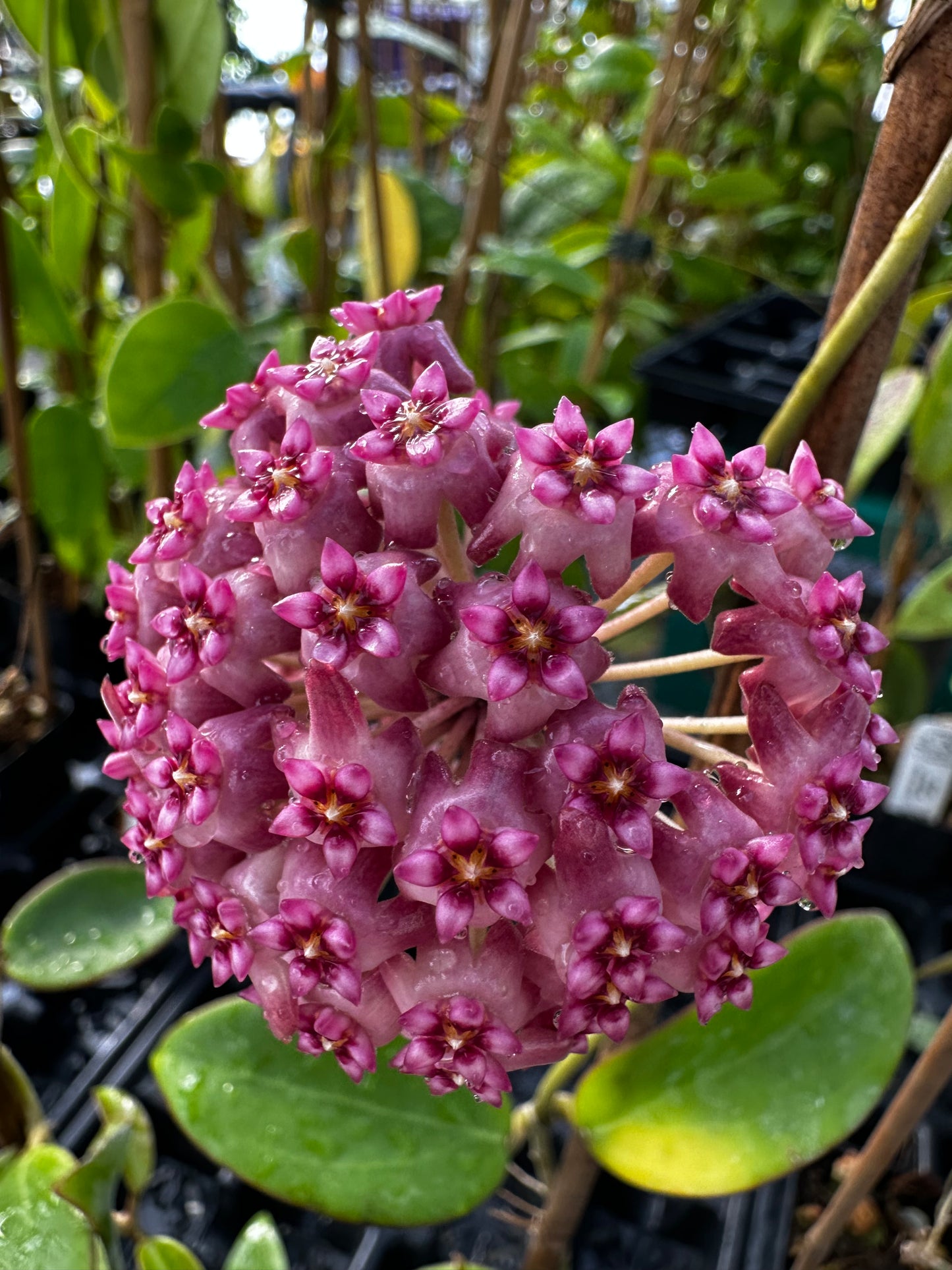 Hoya Seeds (10)