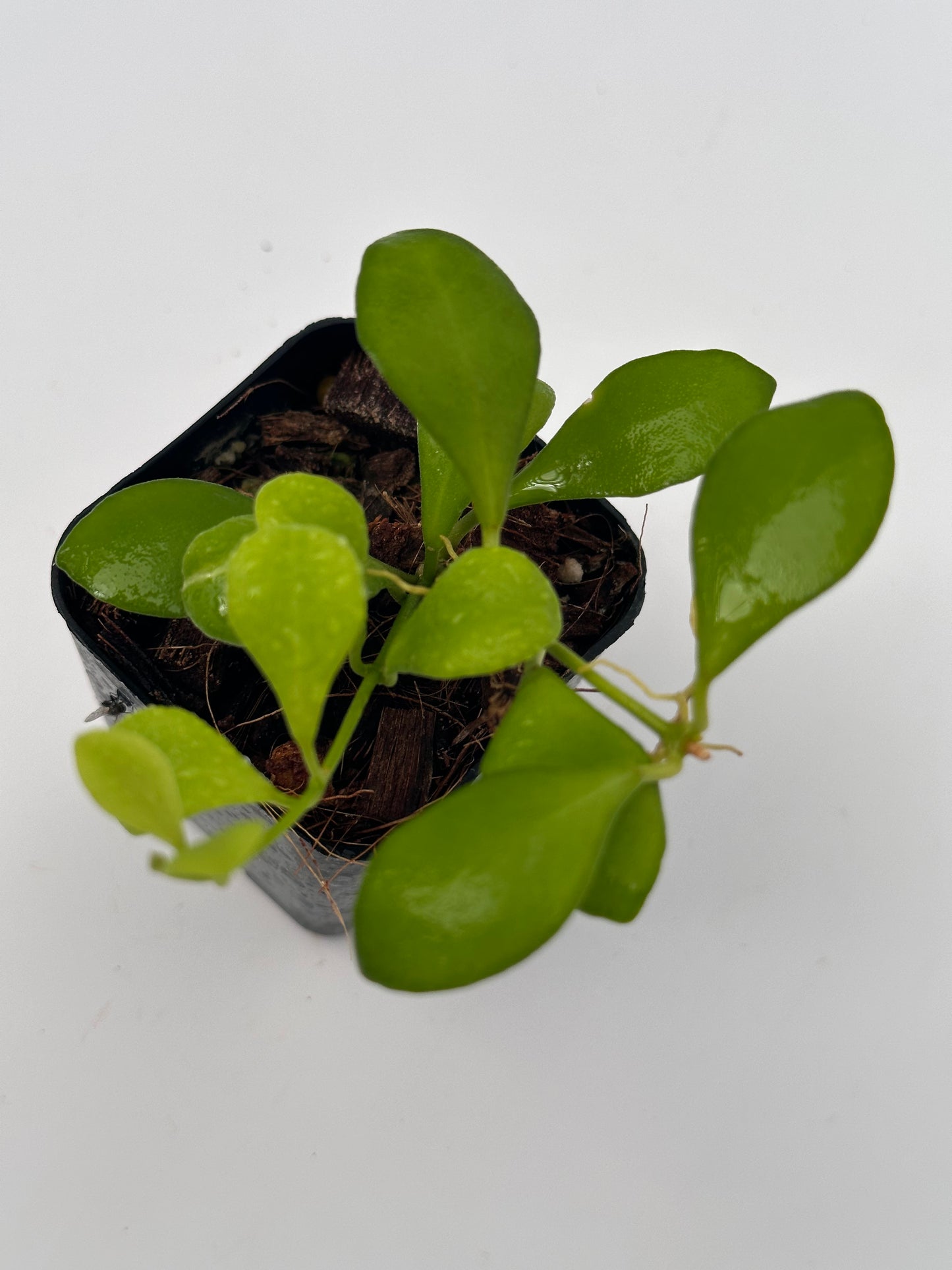 Hoya bilobata (fka panchoi)