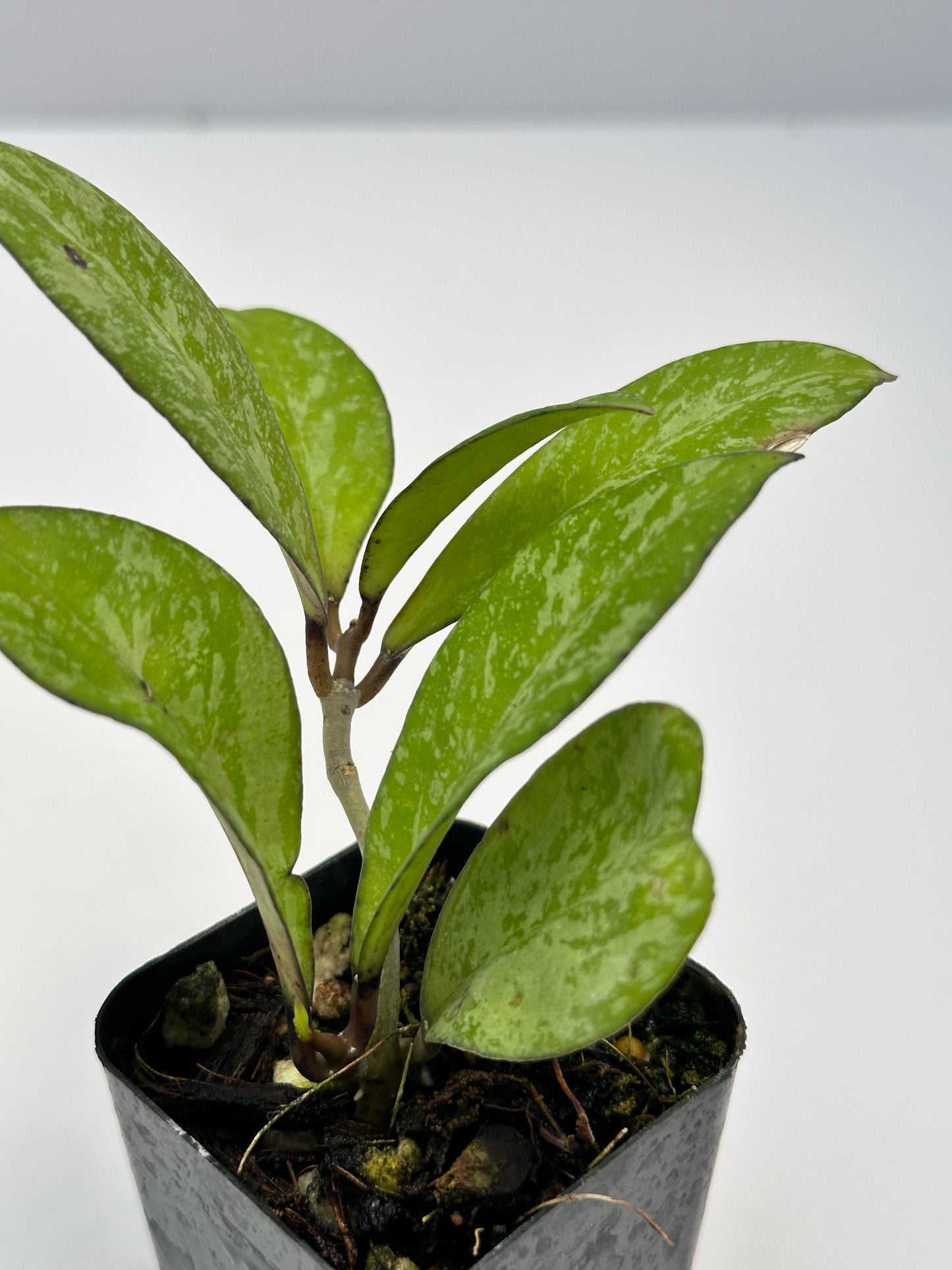 Hoya crassipetiolata x ‘Michele’ RSLH 10-01