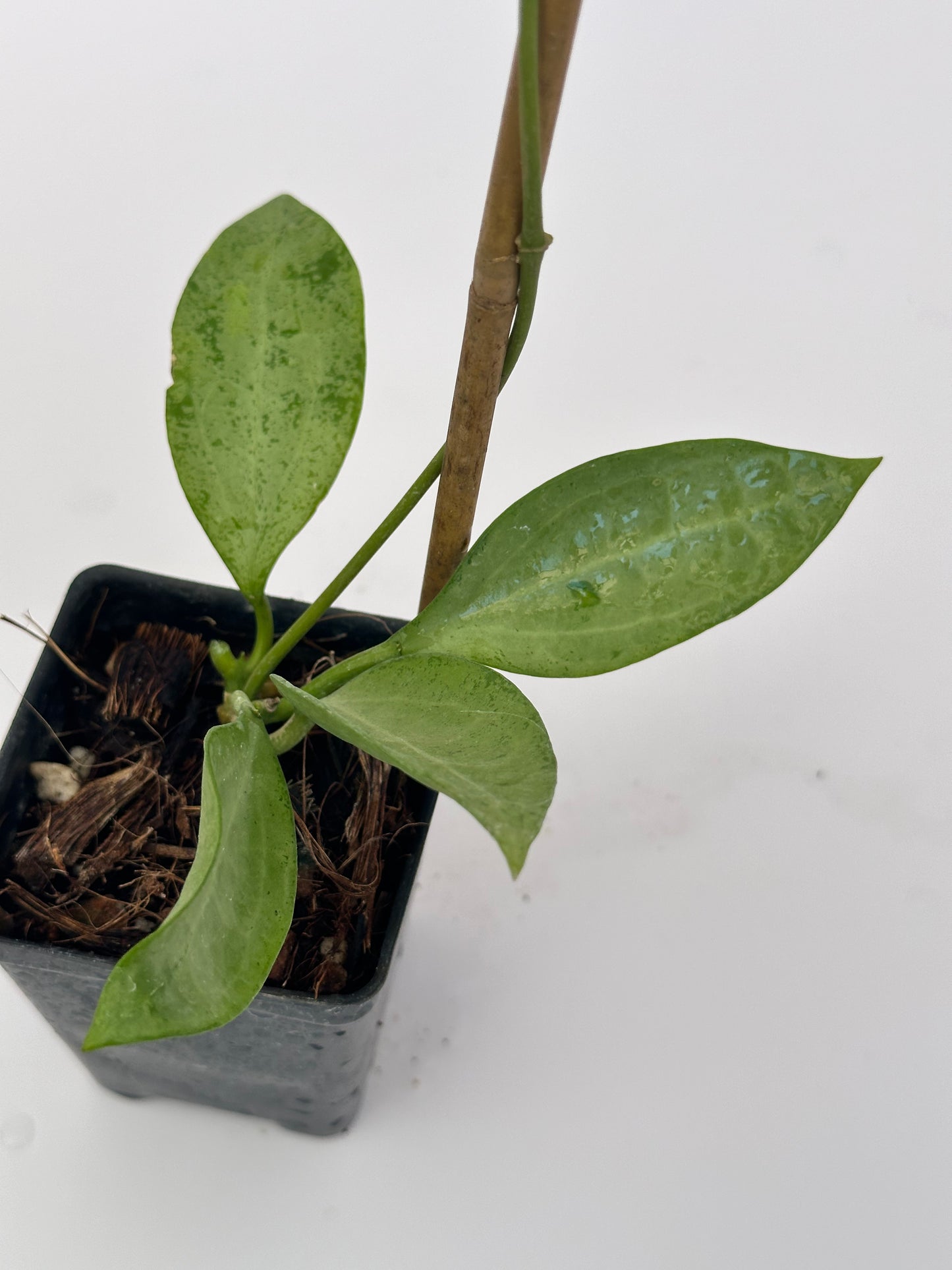 Hoya NAP 026 sp. Indonesia