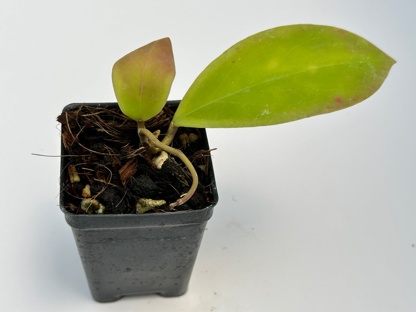 Hoya mindorensis PG 12 x crassicaulis