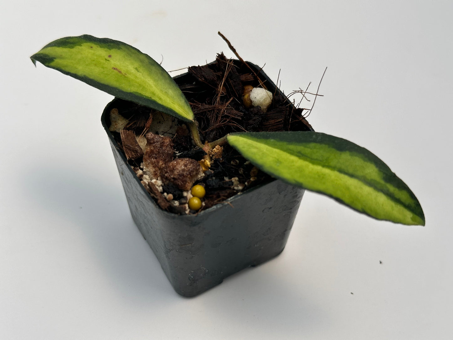 Hoya phuwuaensis (variegated)