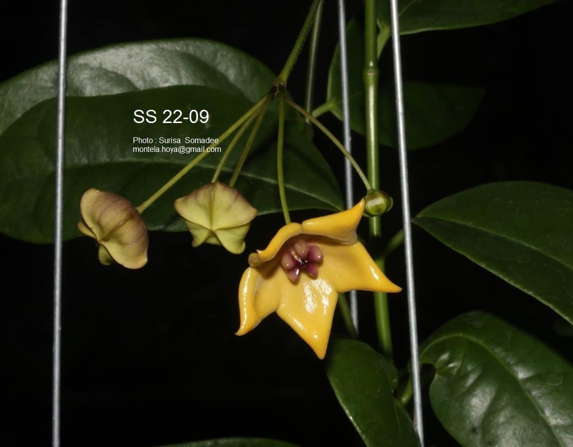 Hoya ‘Carol’ SS 22-09