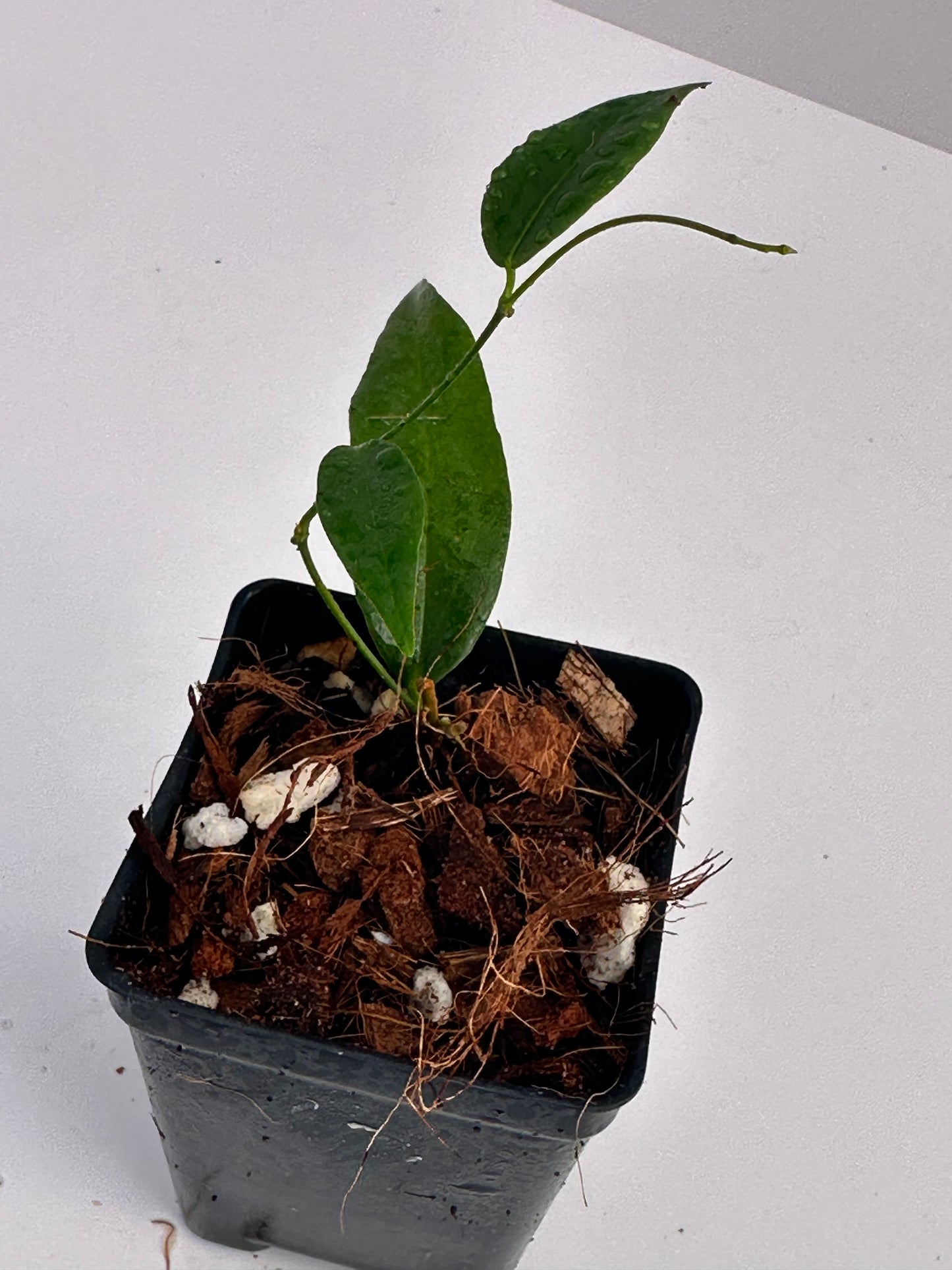 Hoya paradisea NS 11-159