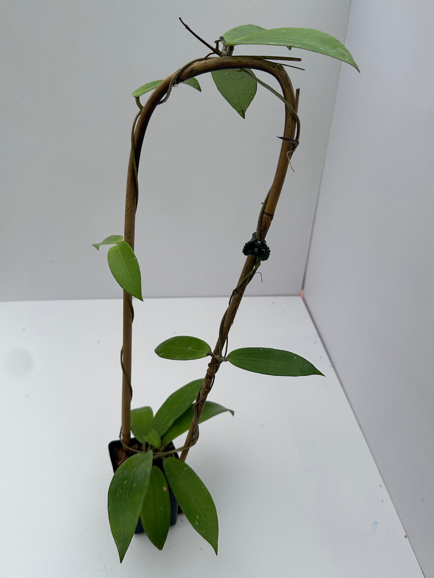 Hoya erythrina (pink) x verticillata