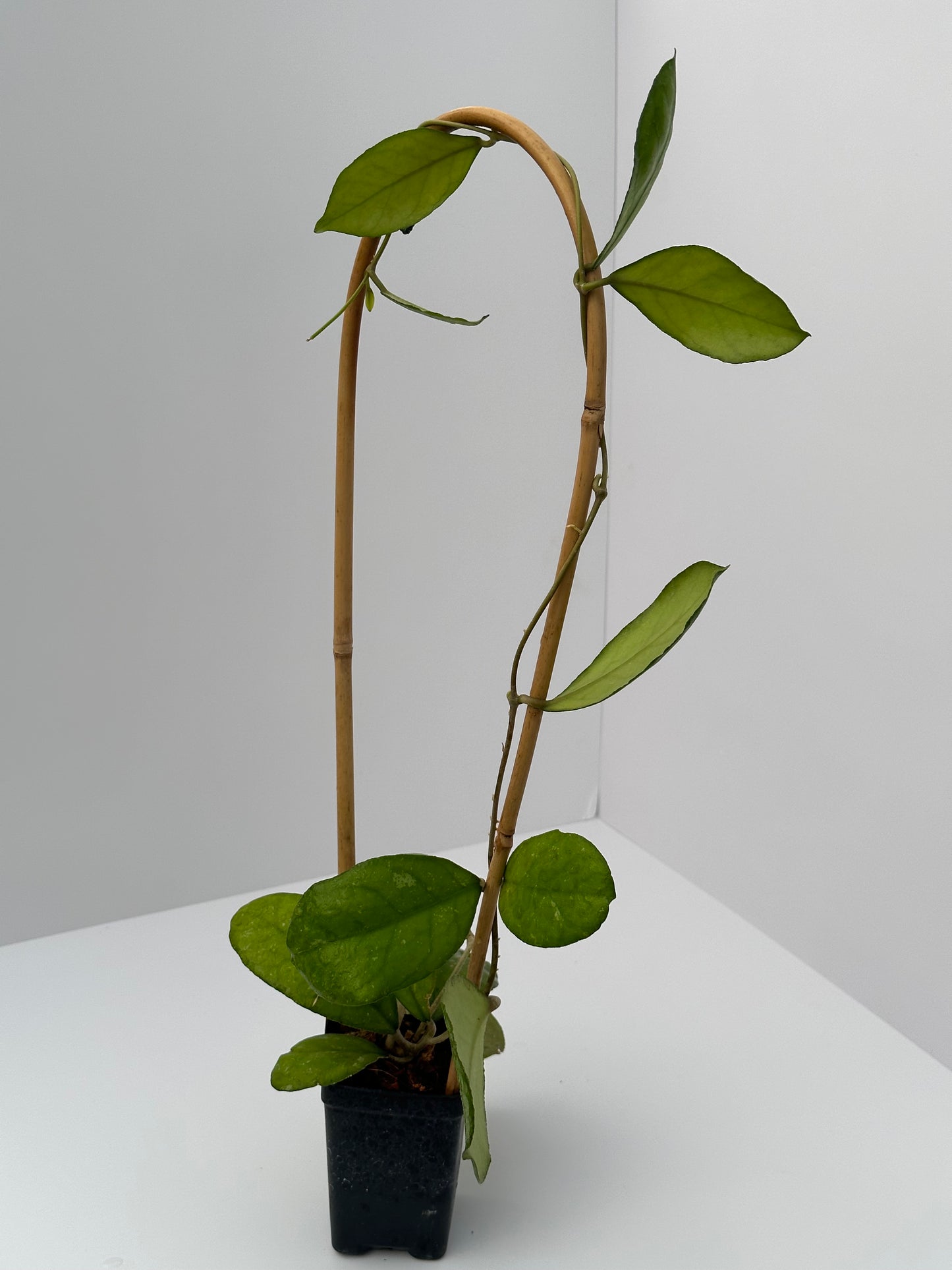 Hoya AH 092 - Trellised