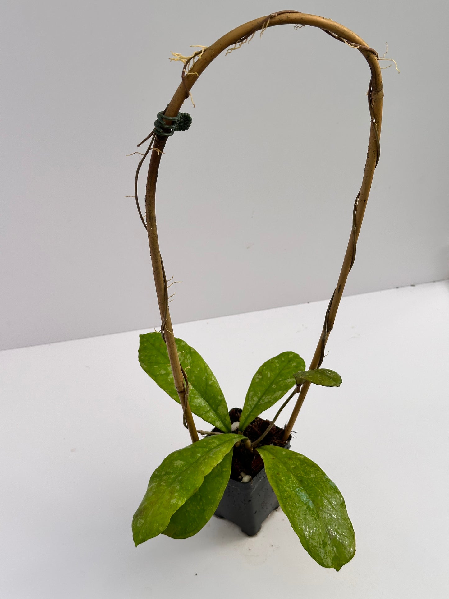 Hoya ‘Fakthong’