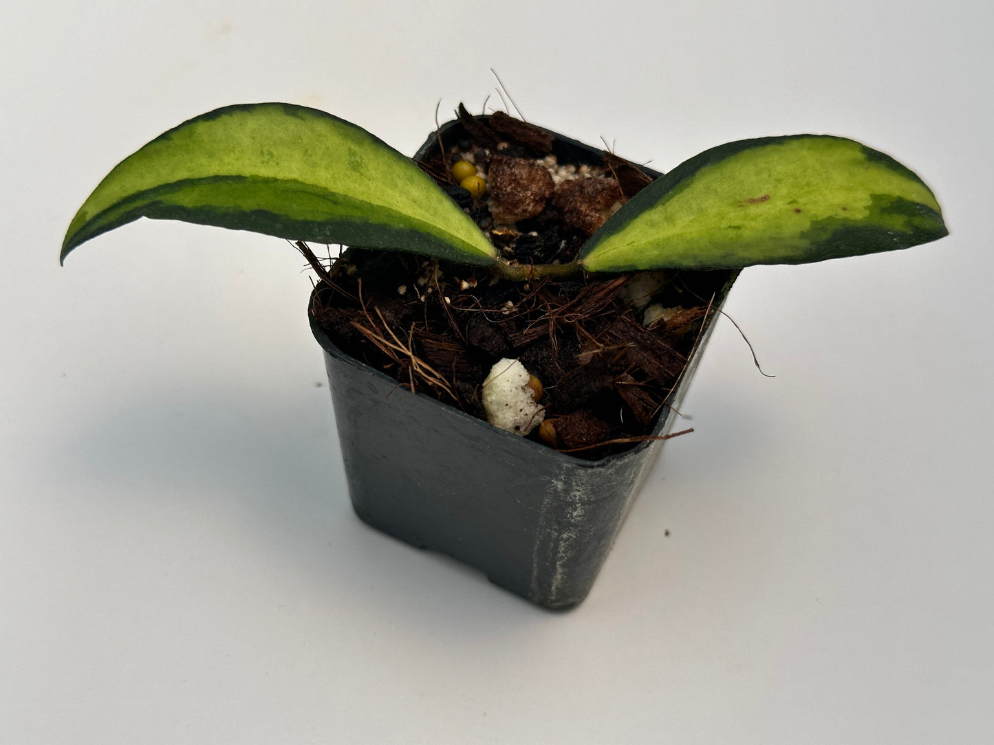 Hoya phuwuaensis (variegated)