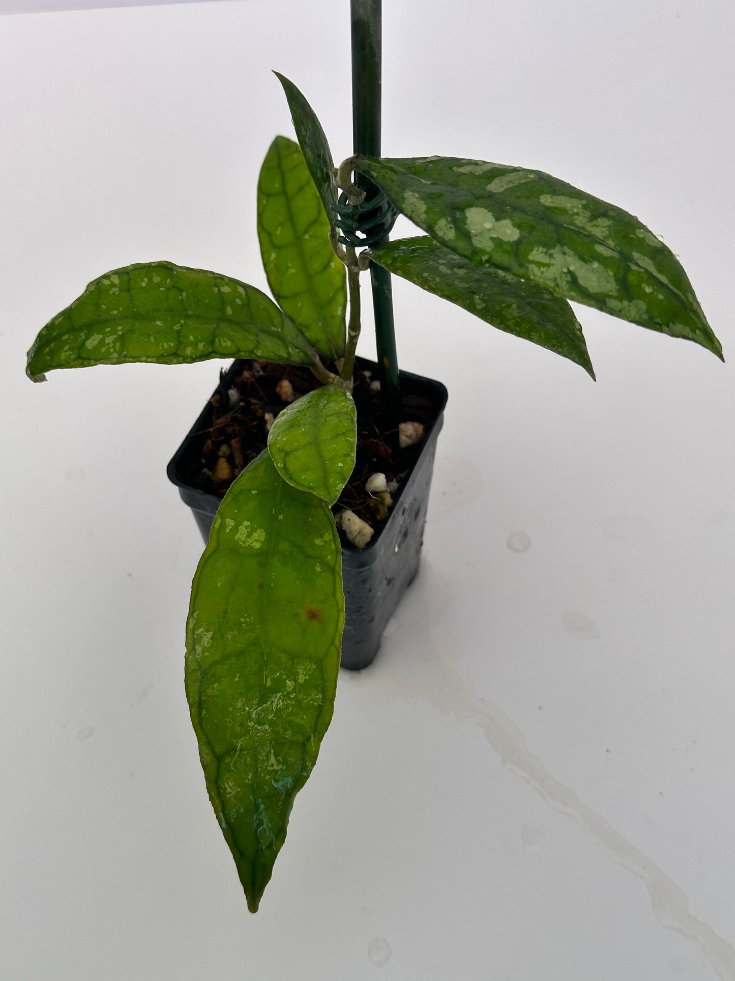 Hoya finlaysonii (black leaves, splash)