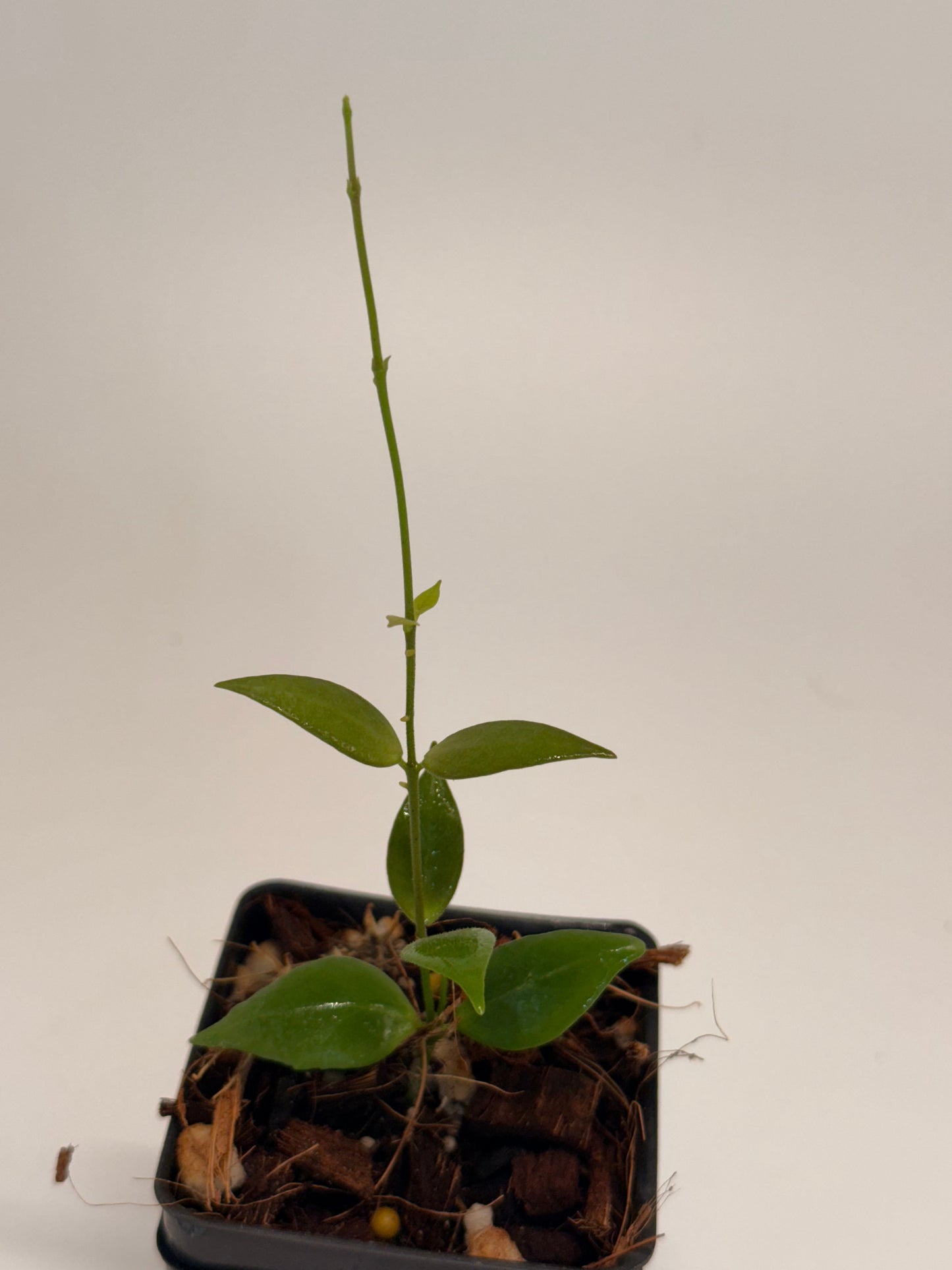 Hoya microstemma NS 11-145