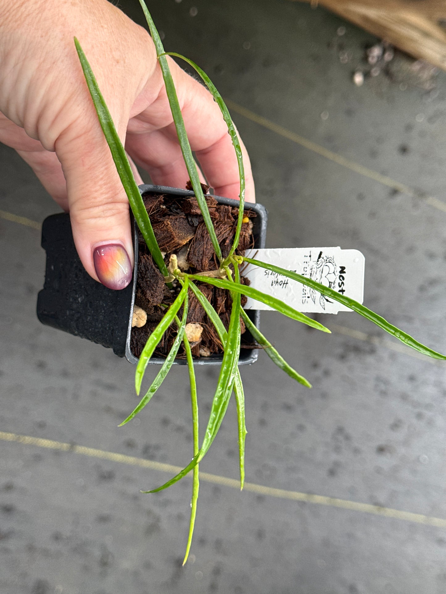 Hoya acicularis