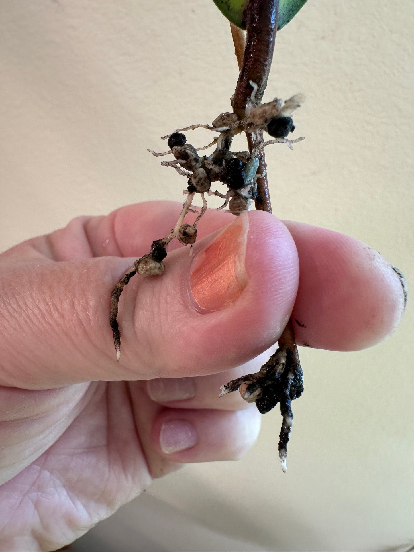 Hoya sp. Aceh ‘Ladia Galaska’