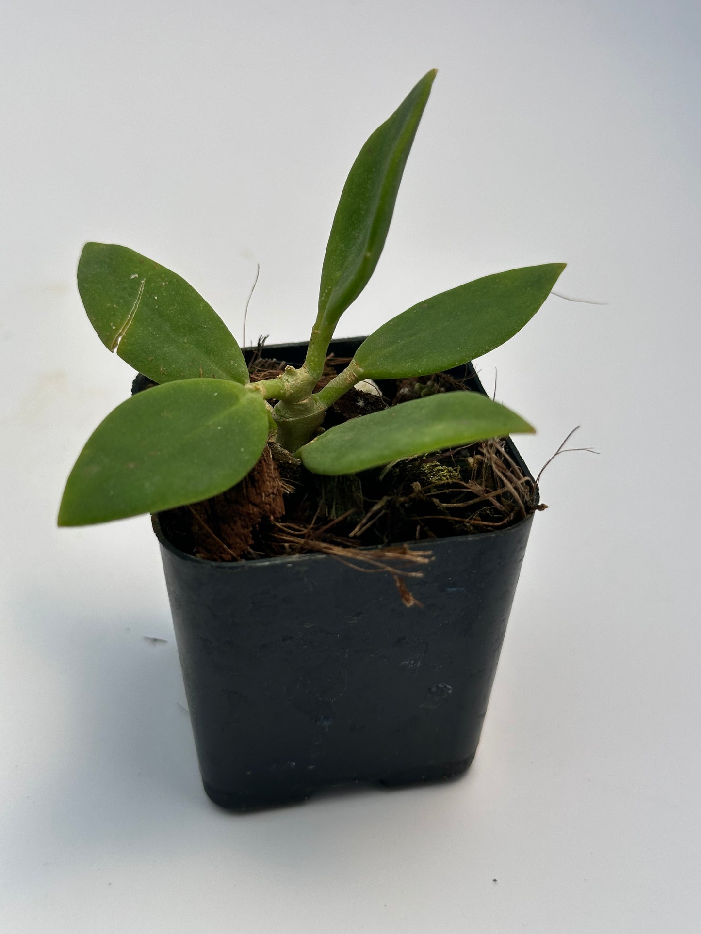 Hoya subquintuplinervis ‘Snow Lotus