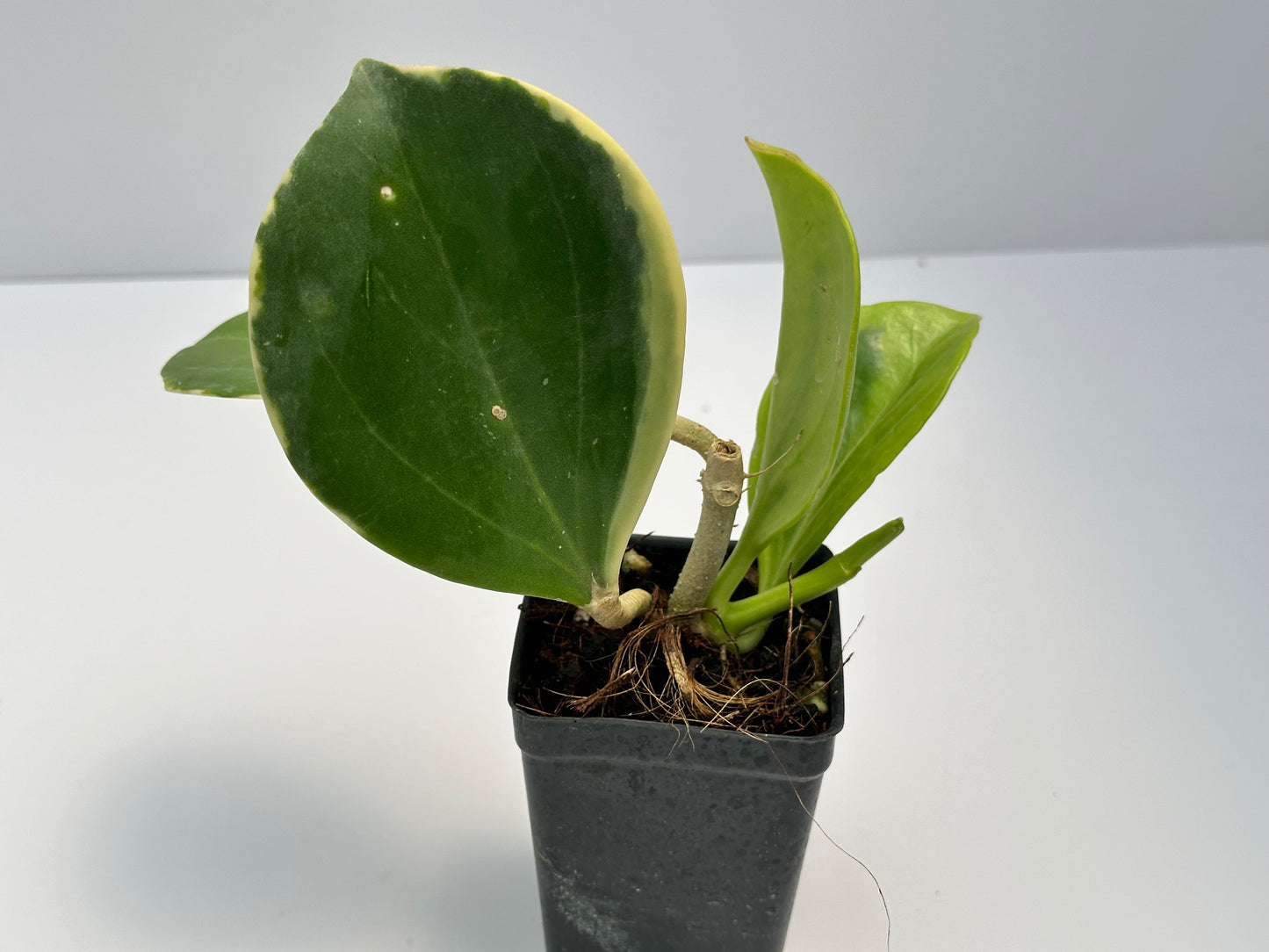 Hoya subquintuplinervis ‘New Moon’