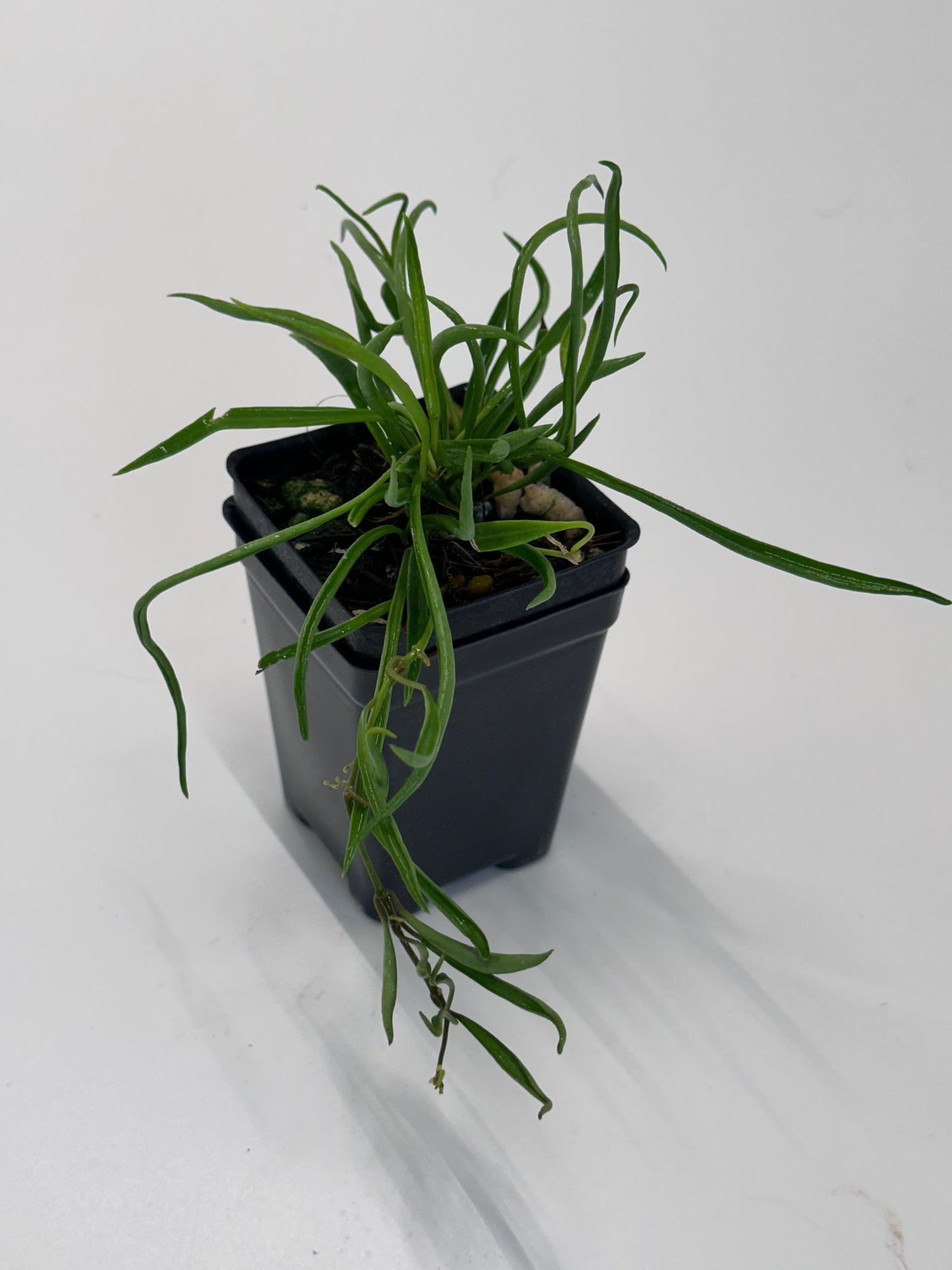 Hoya acicularis (mutate)