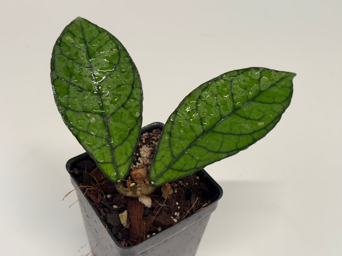 Hoya SS 20-01